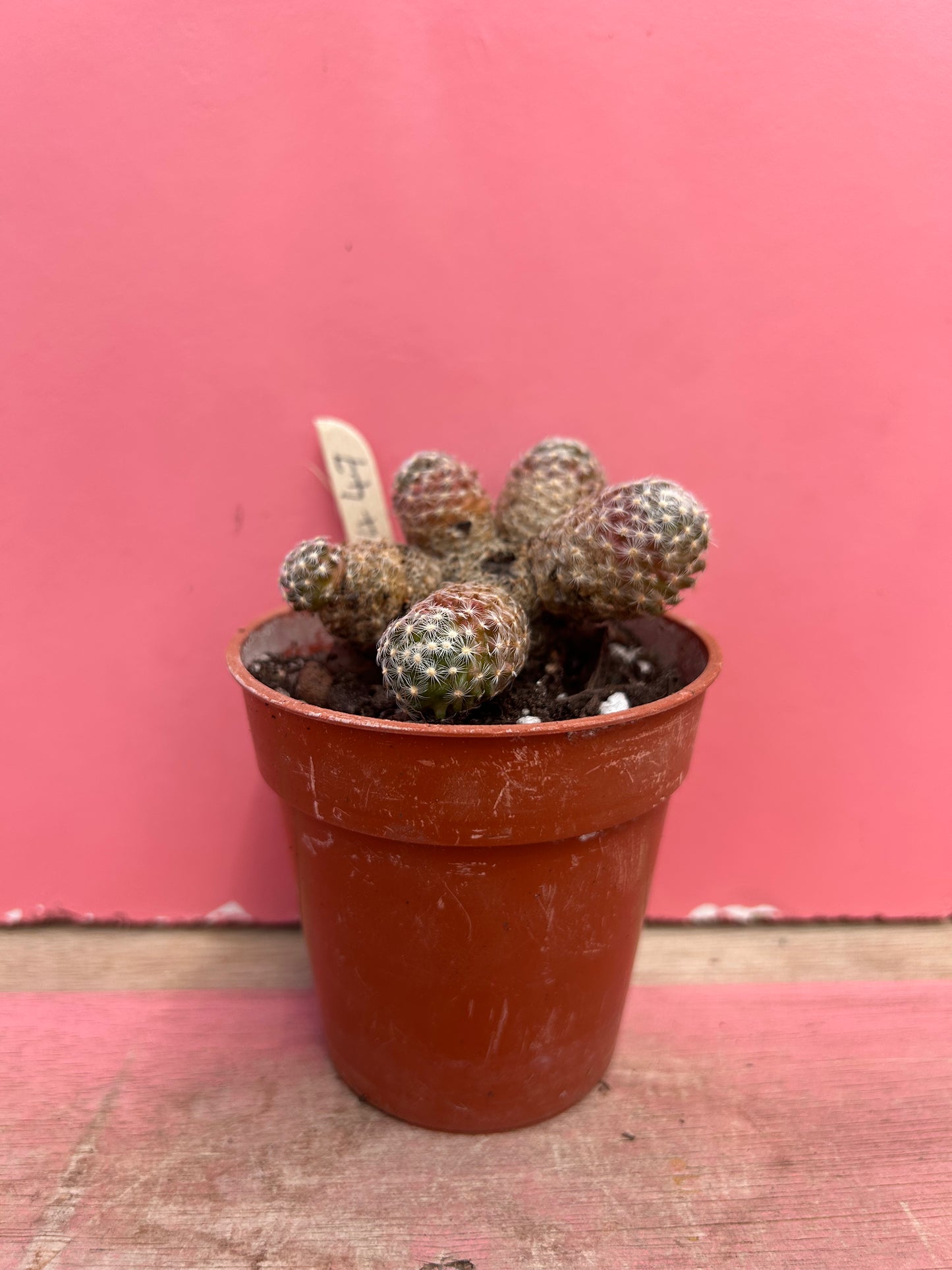 Mammillaria elongata (447)