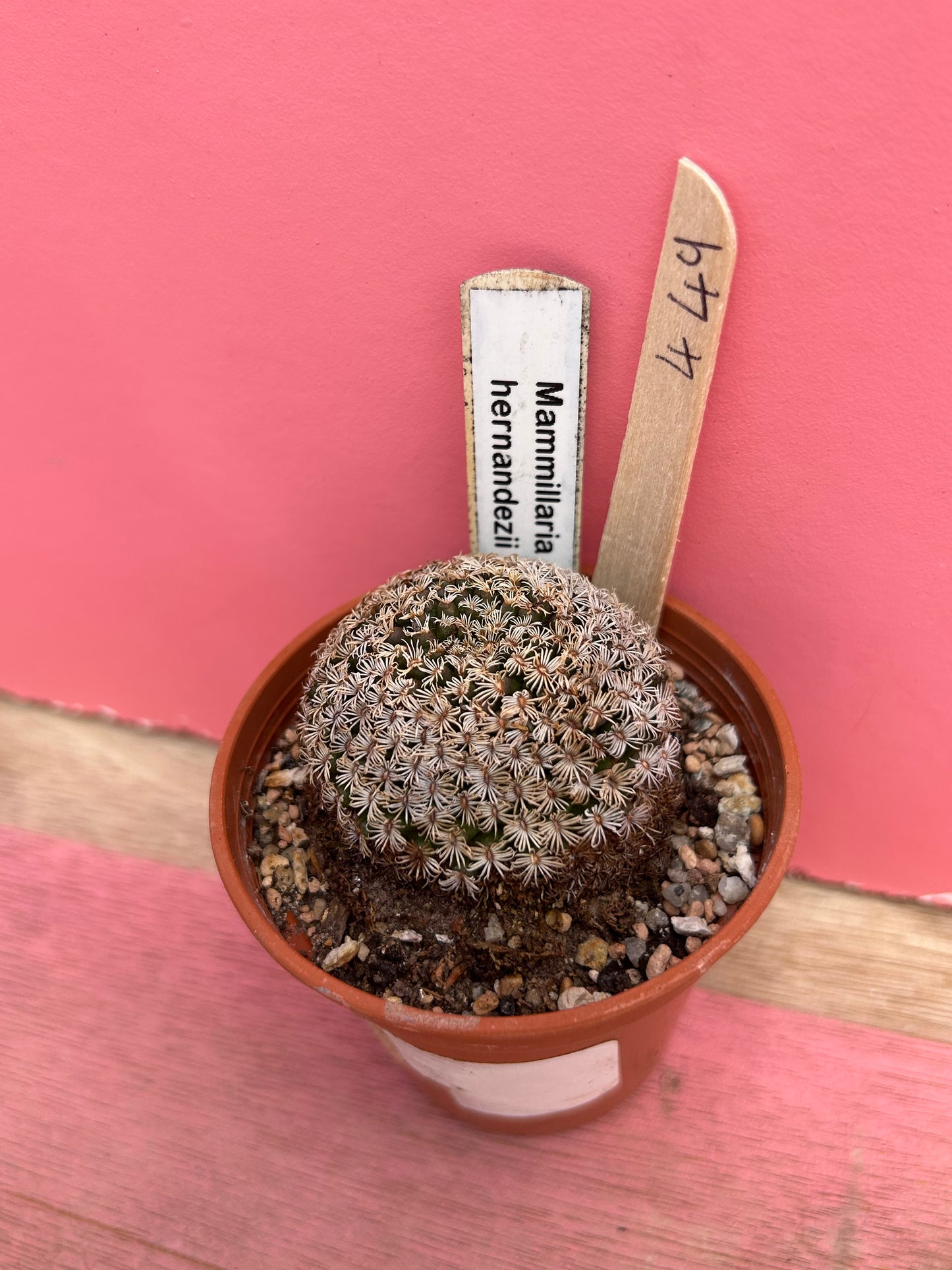 Mammillaria hernandezii (449)