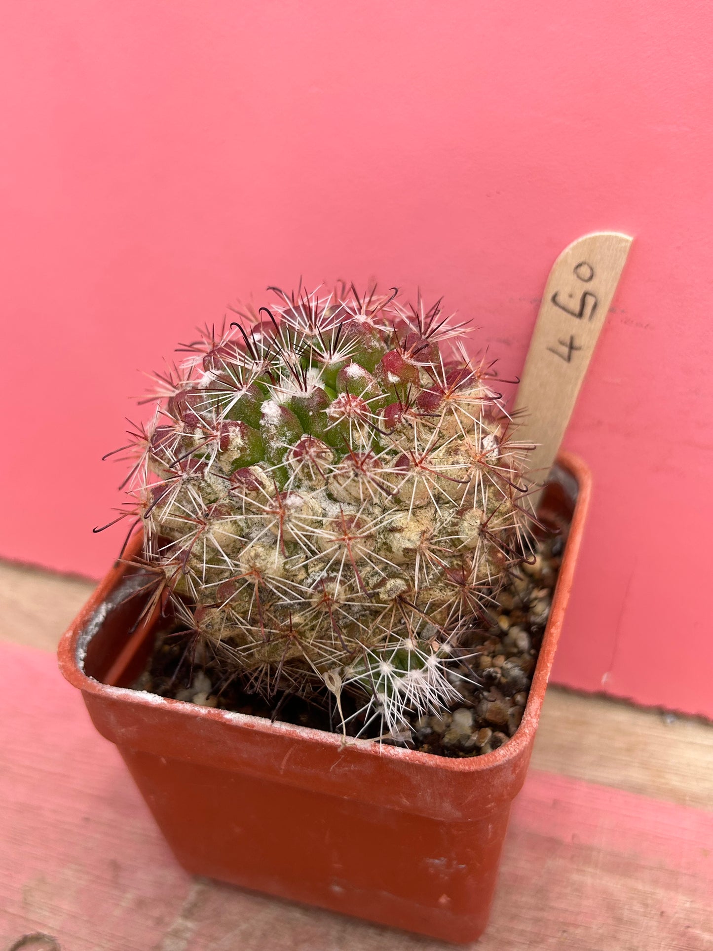 Mammillaria egregia (450)