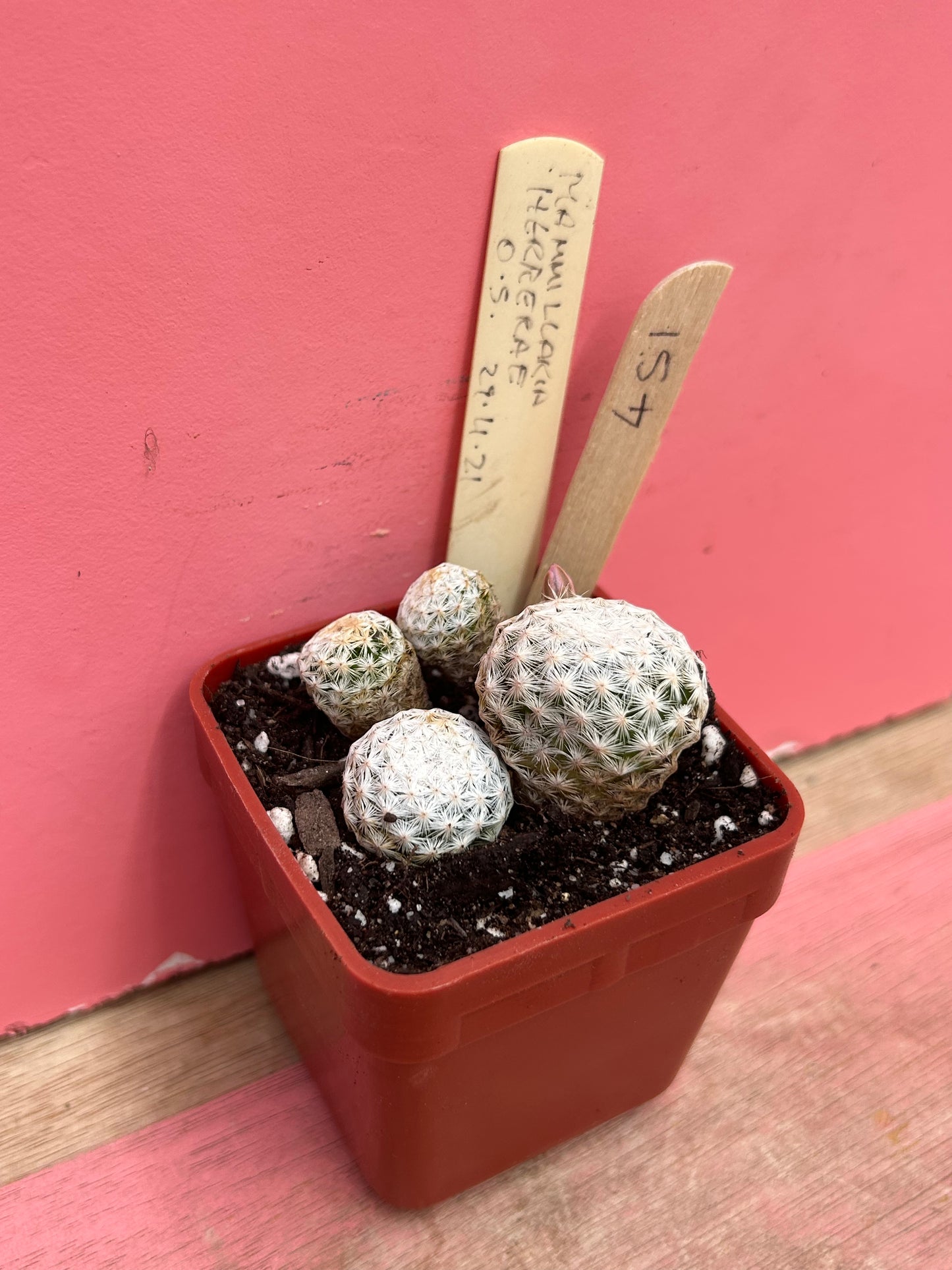 Mammillaria herrerae (451)
