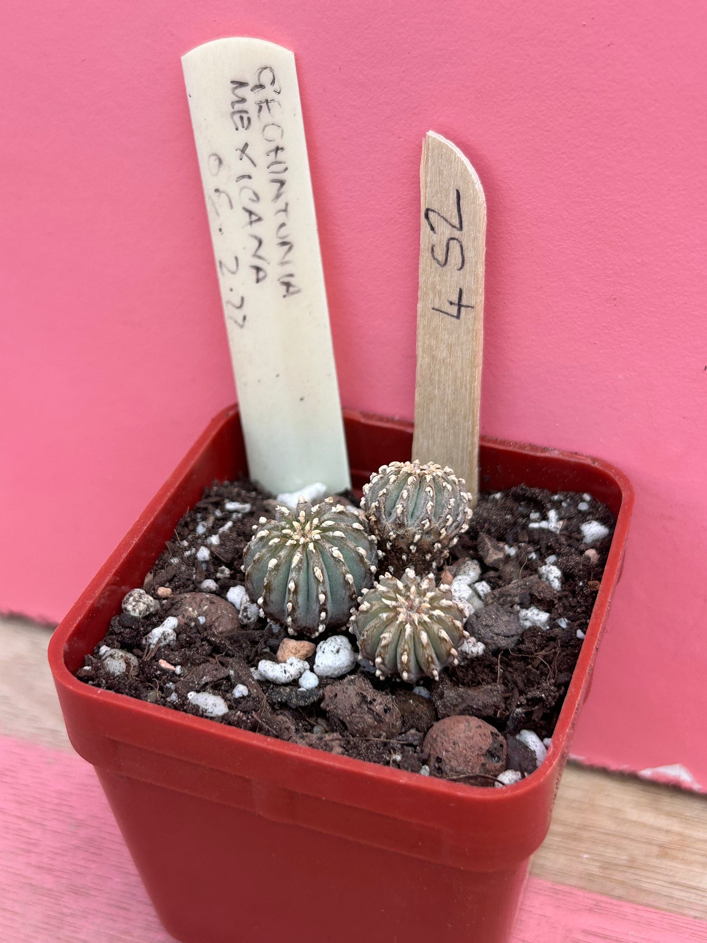 Geohintonia mexicana (452)