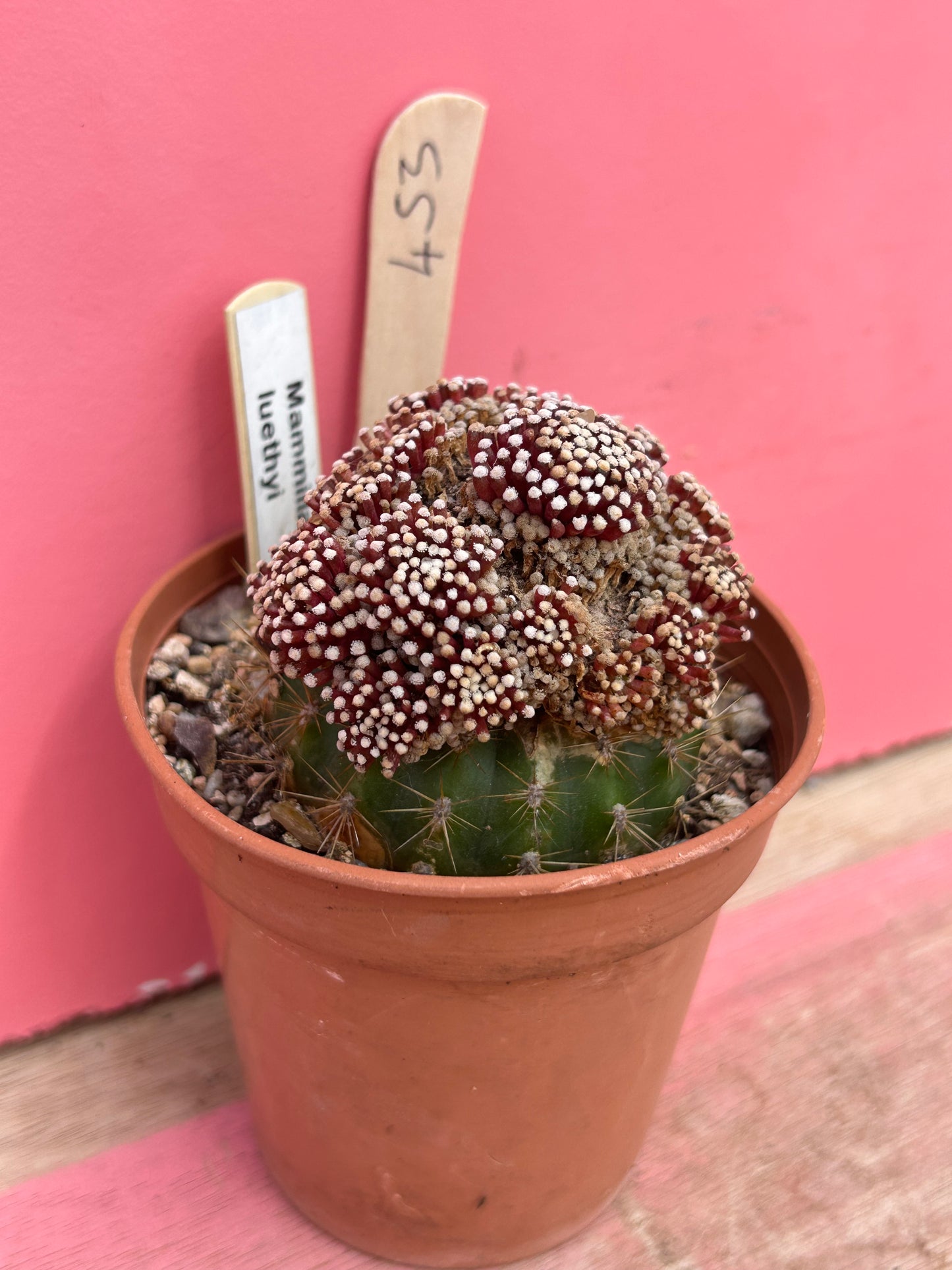 Mammillaria luethyi (453)