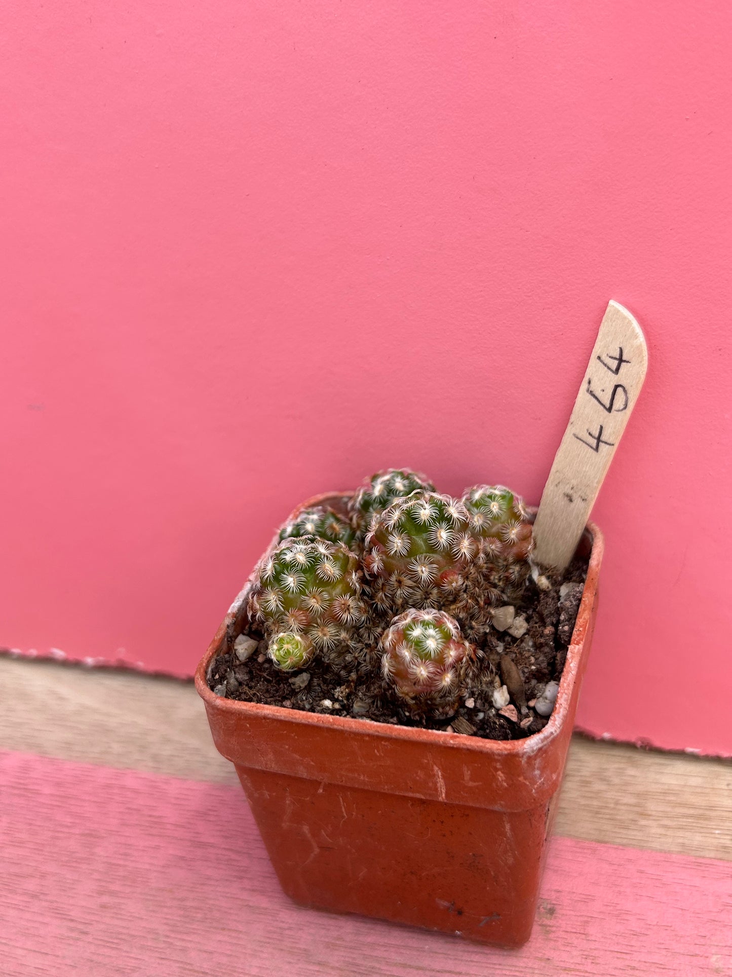 Mammillaria coahuilensis (454)