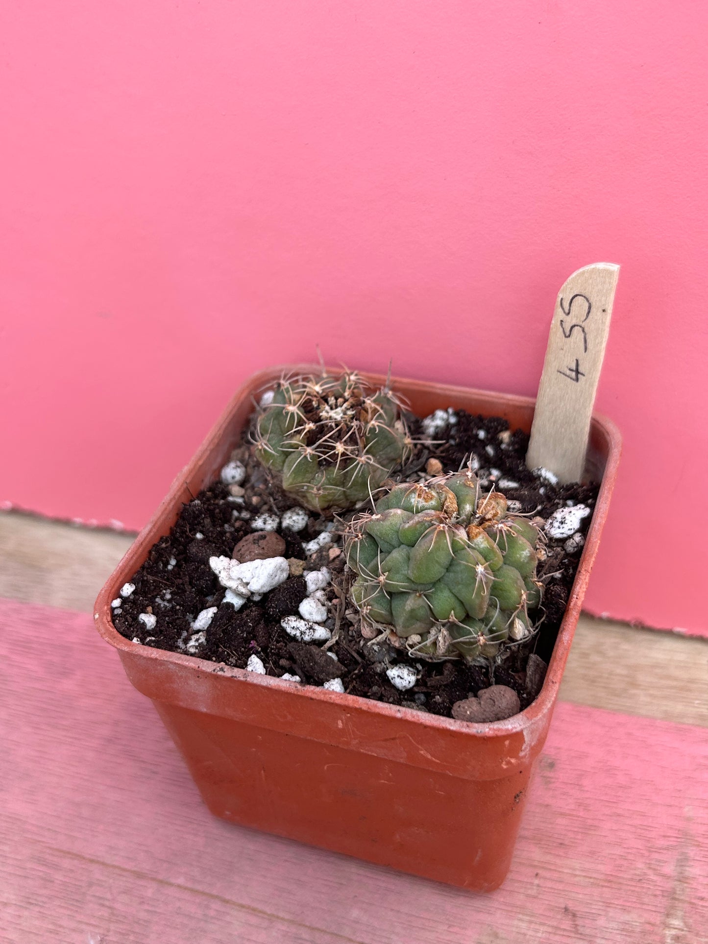 Mammillaria sanchez-mejoradae (455)