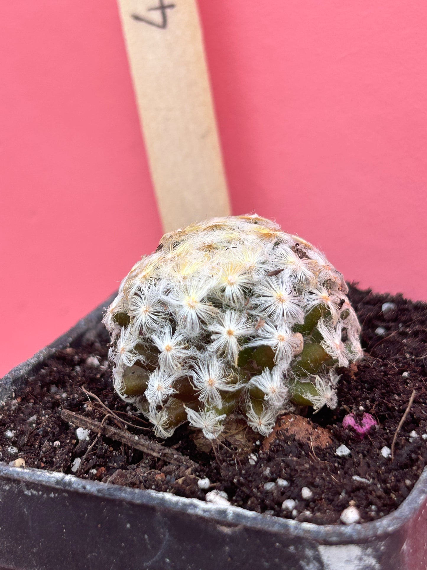 Mammillaria species (456)