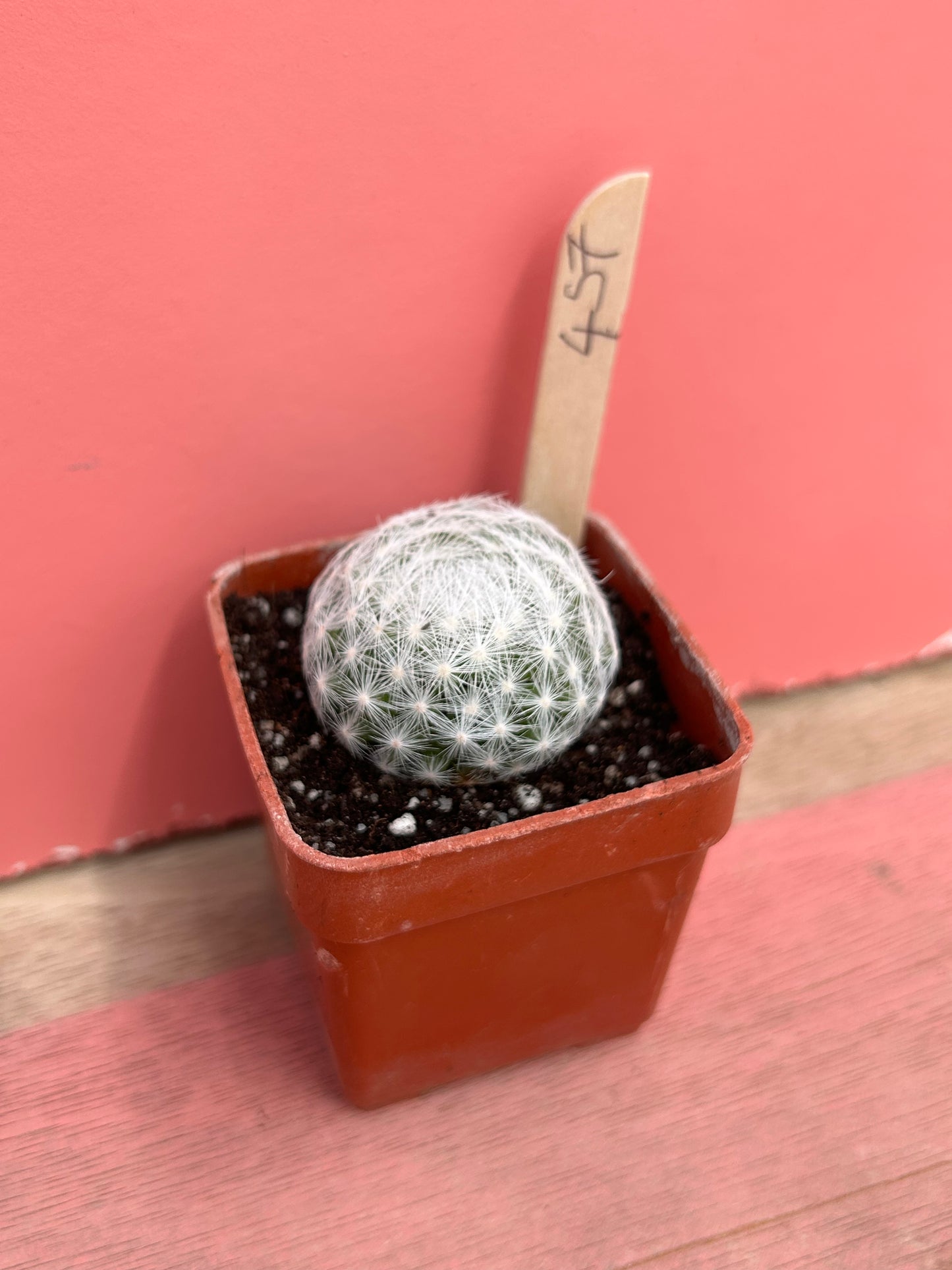 Mammillaria herrerae (457)