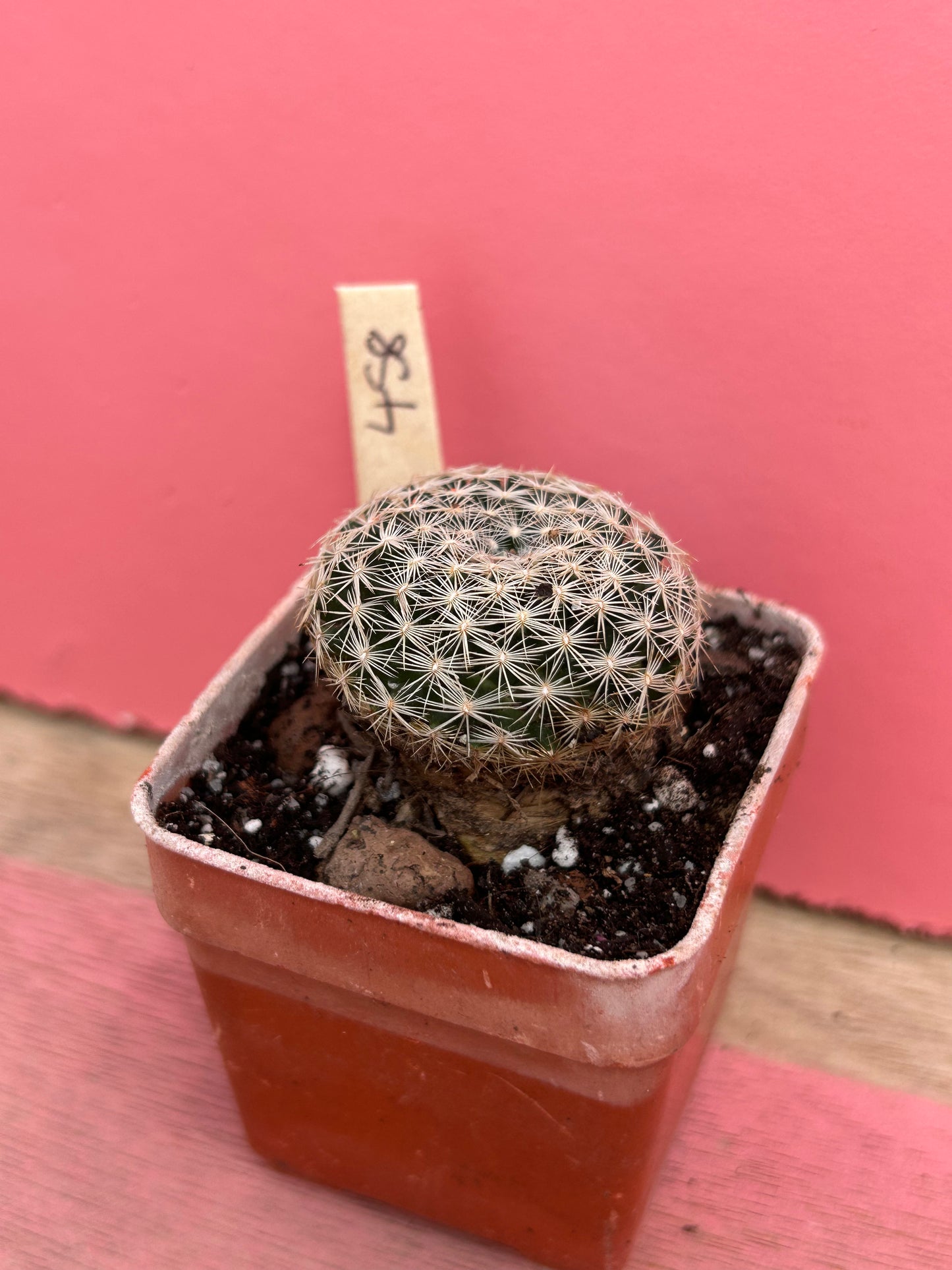 Mammillaria species (458)