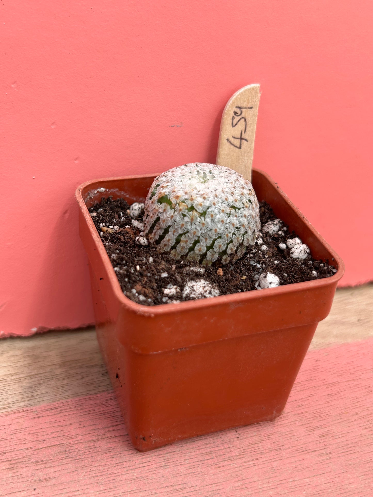 Mammillaria sanchez-mejoradae (459)