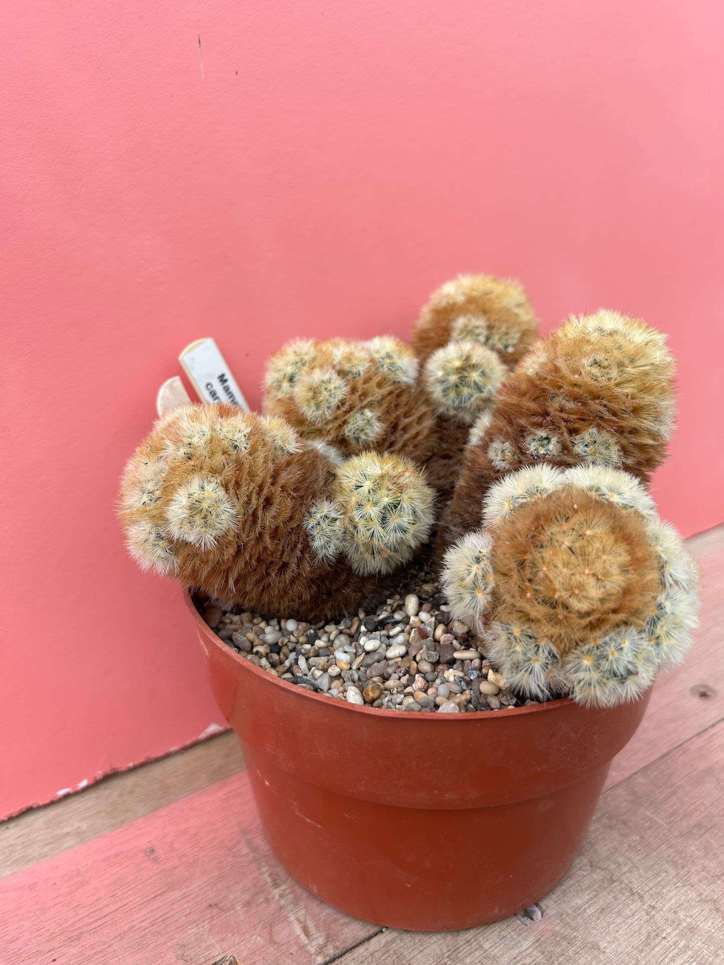 Mammillaria carmenae (460)
