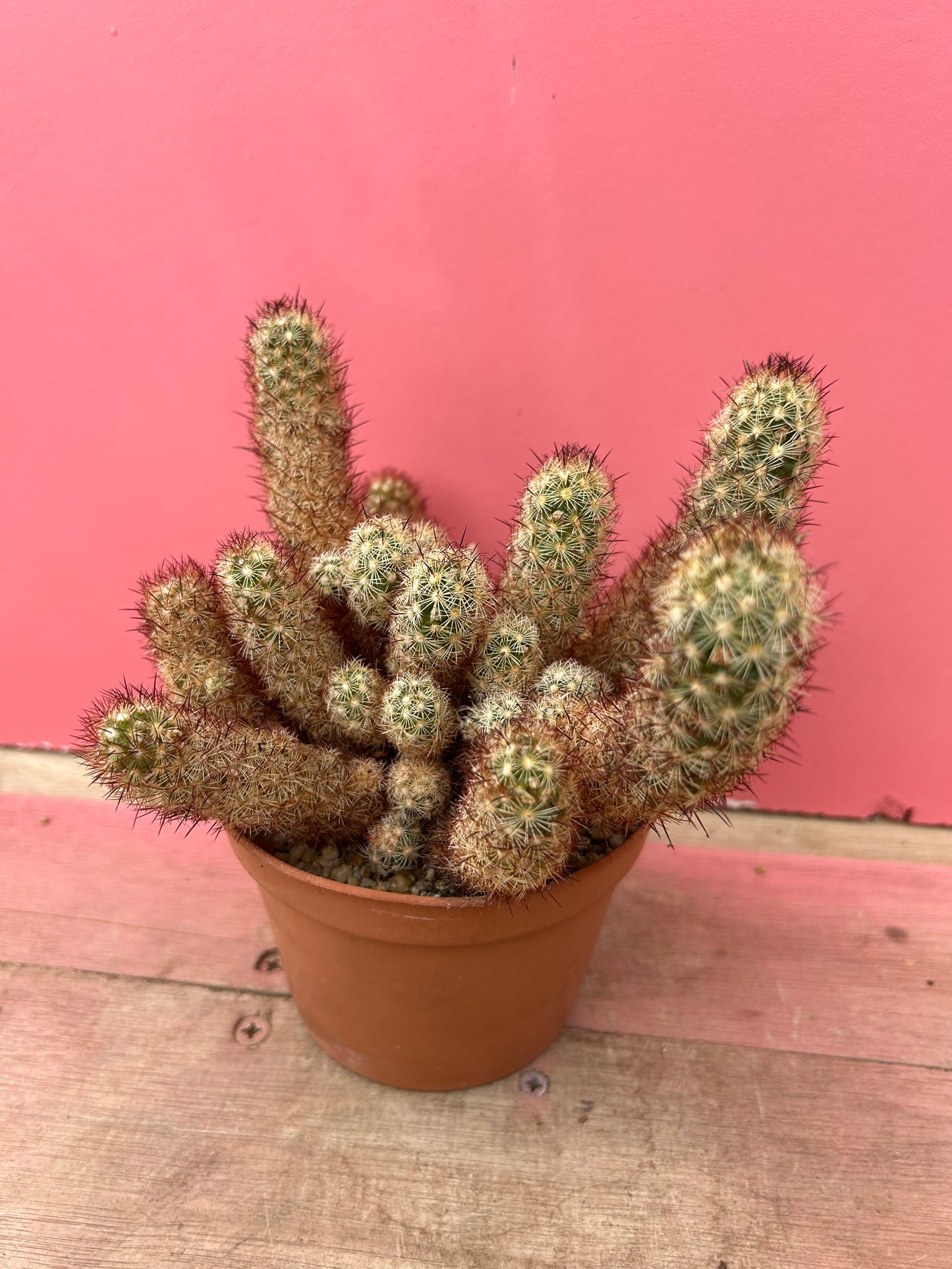 Mammillaria elongata (461)