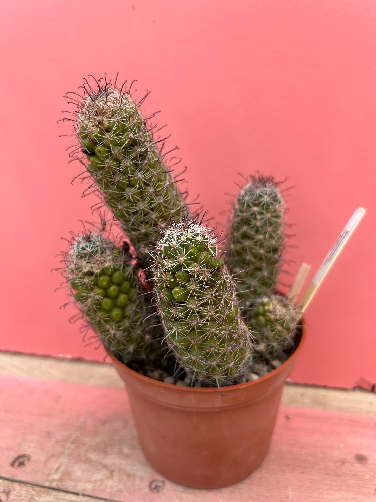 Mammillaria mazatlanesis v. patonii (462)