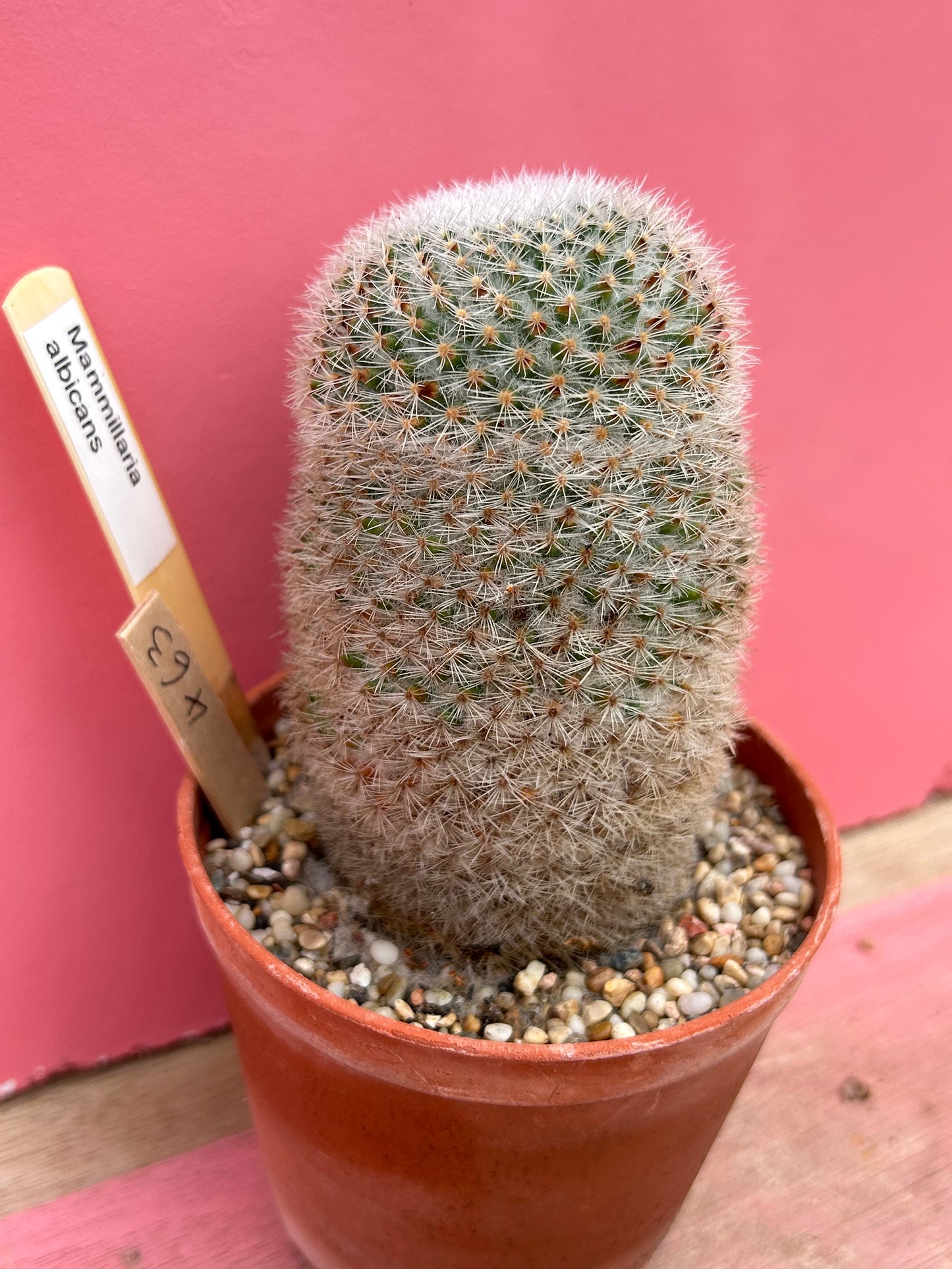 Mammillaria albicans (463)