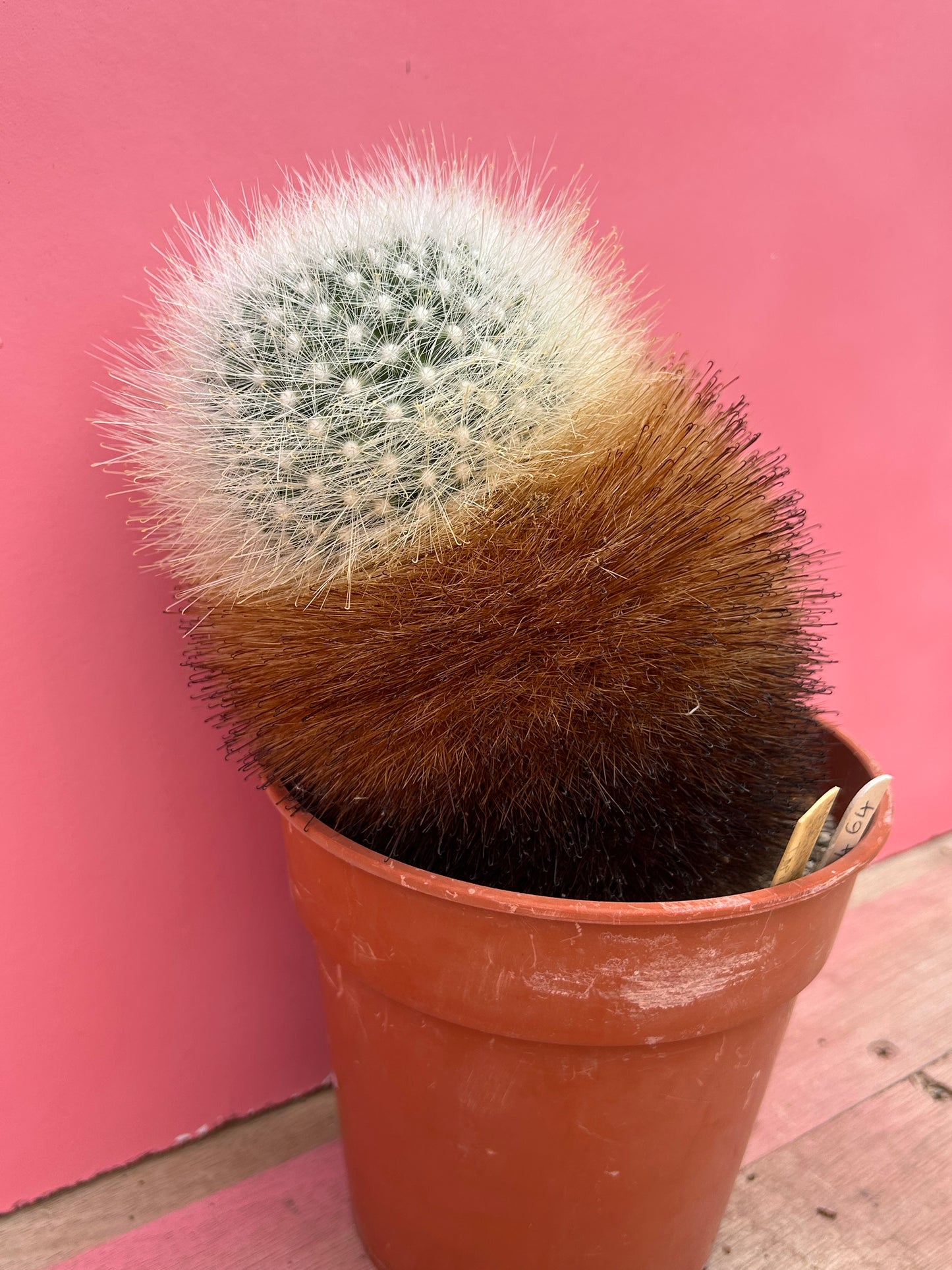 Mammillaria senilis (464)