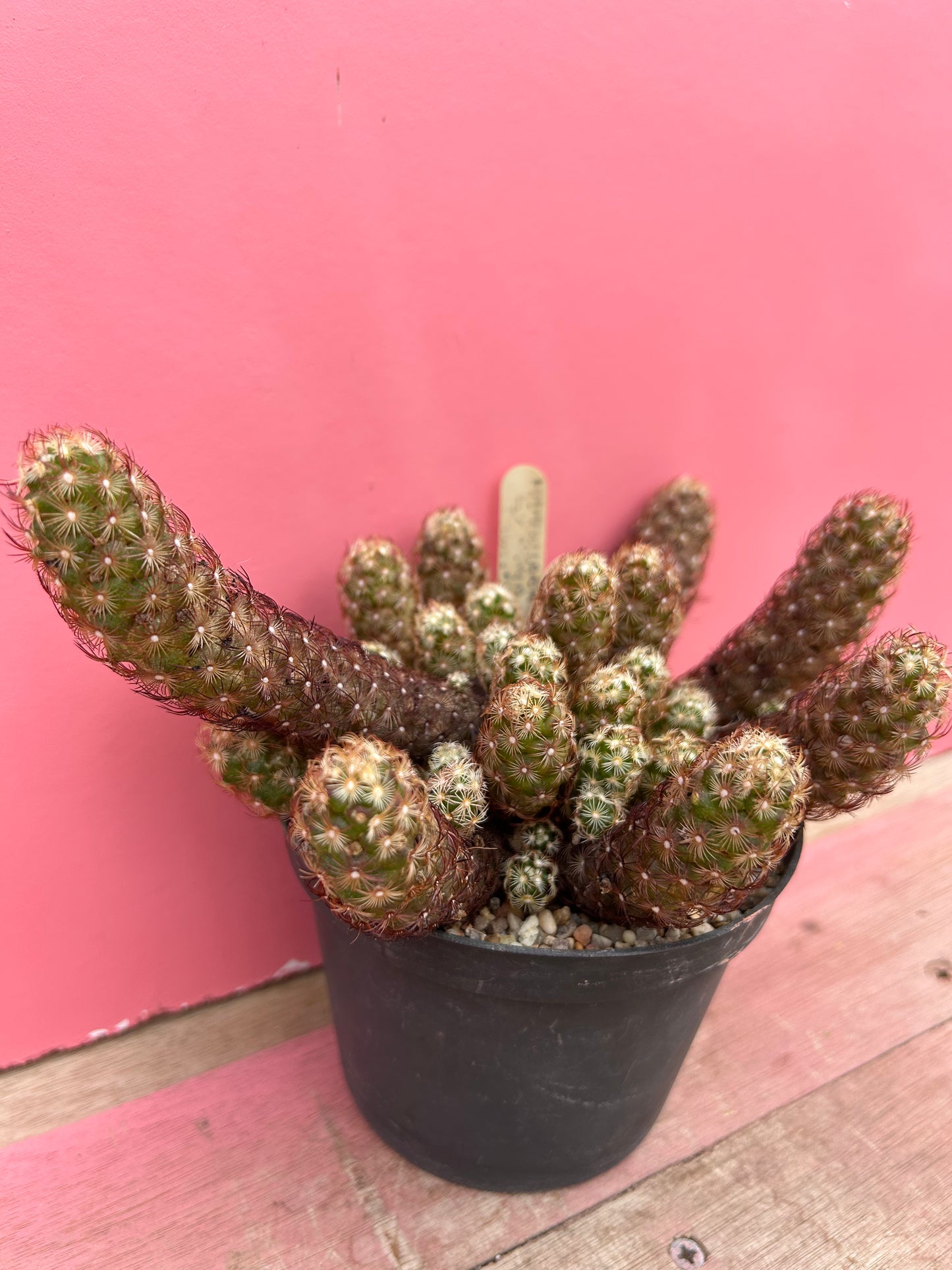 Mammillaria elongata dark spined (465)