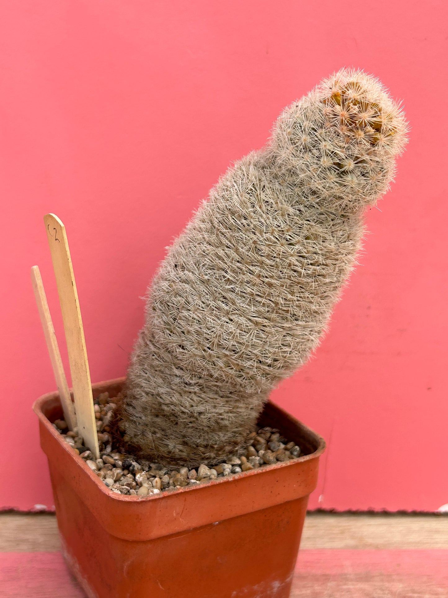 Mammillaria magallanii (466)