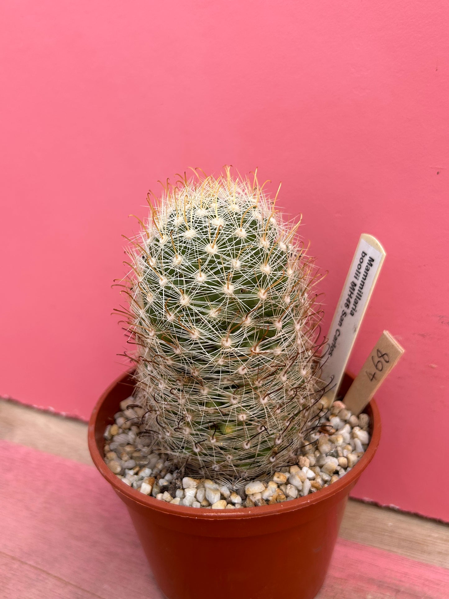 Mammillaria boolii san carlos (468)