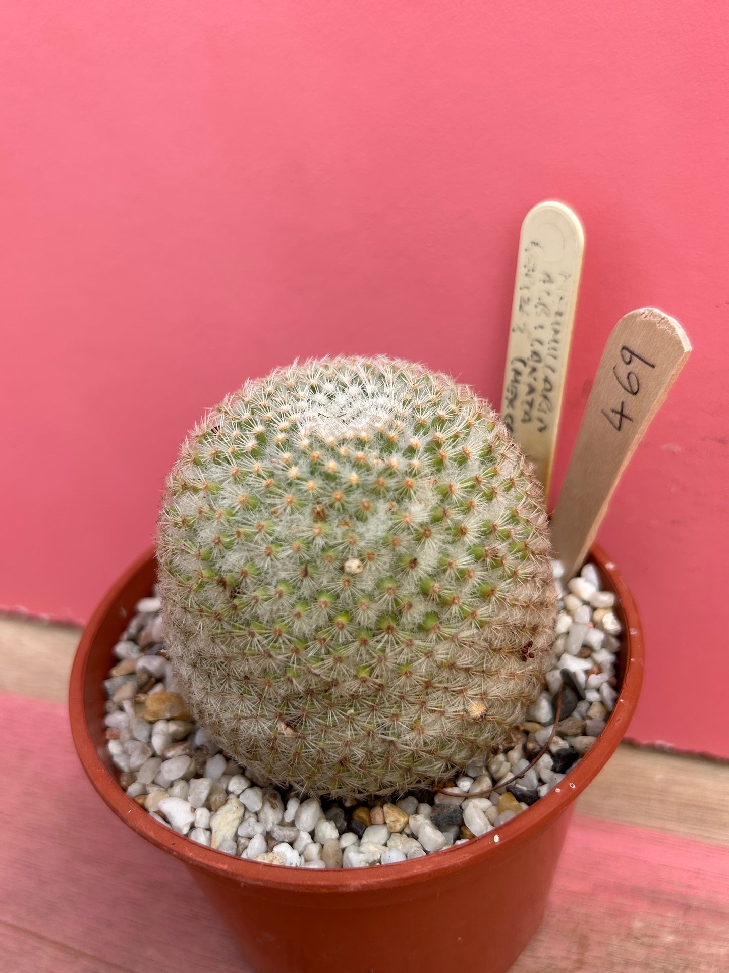 Mammillaria albilanata (469)