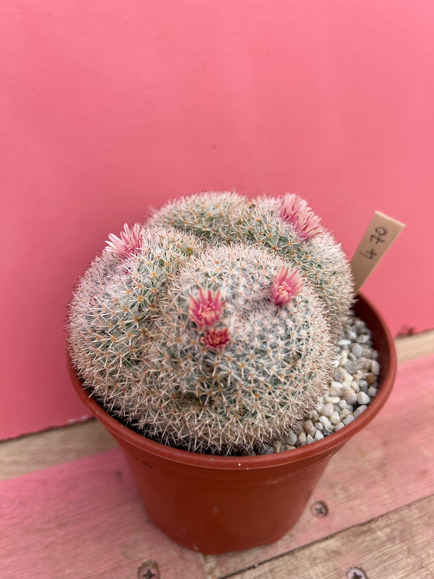 Mammillaria albilanata (470)