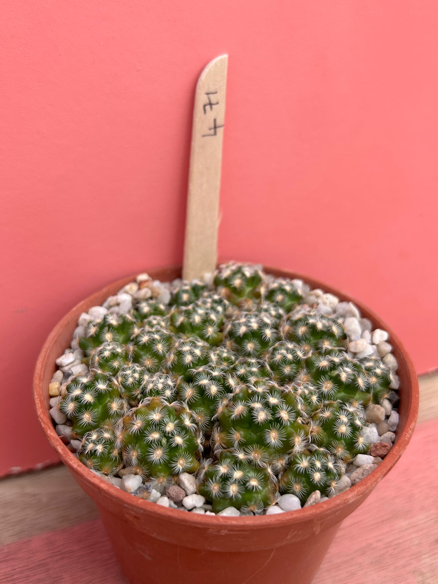 Mammillaria roczekii (471)