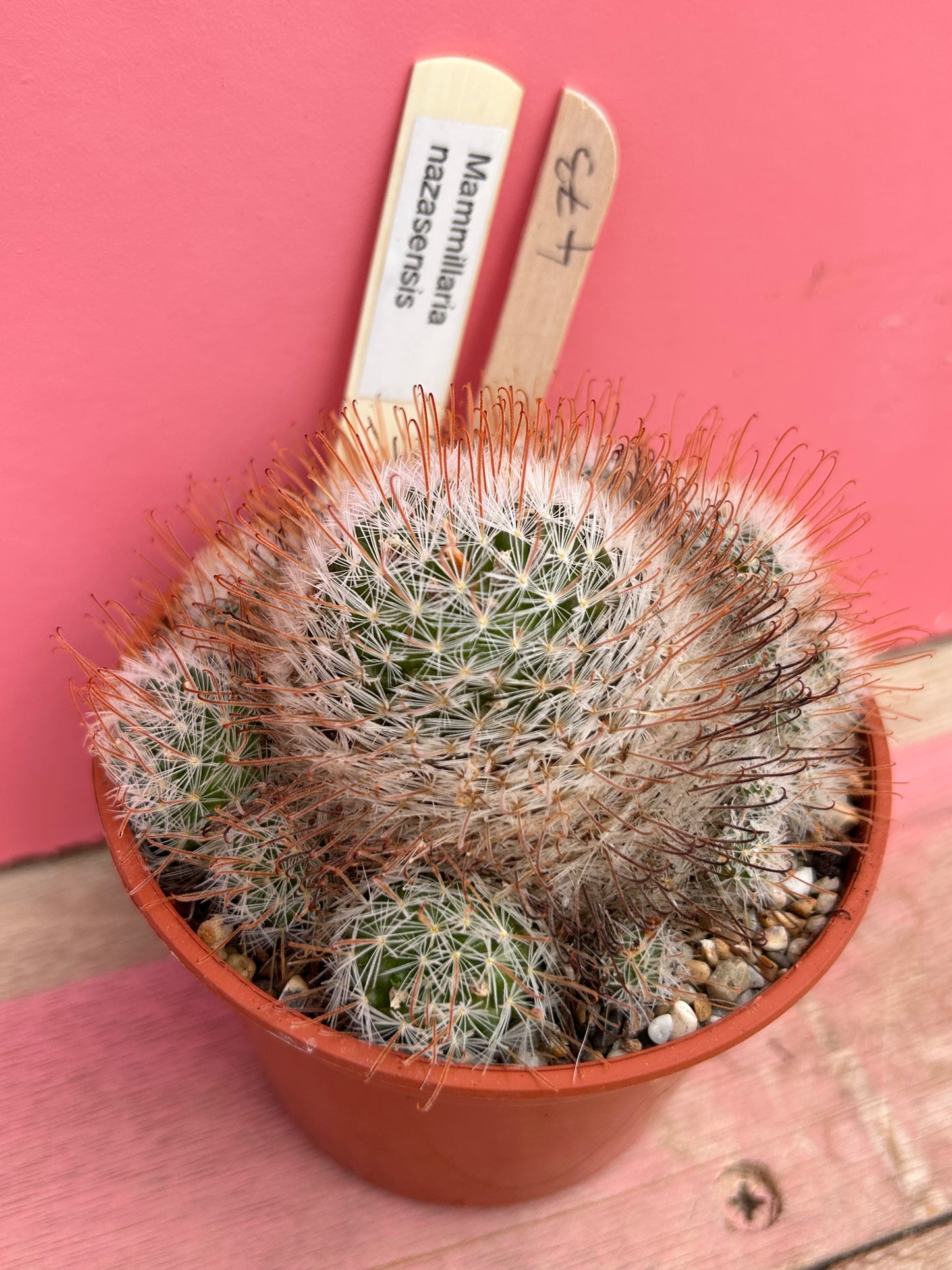 Mammillaria nazasensis (473)