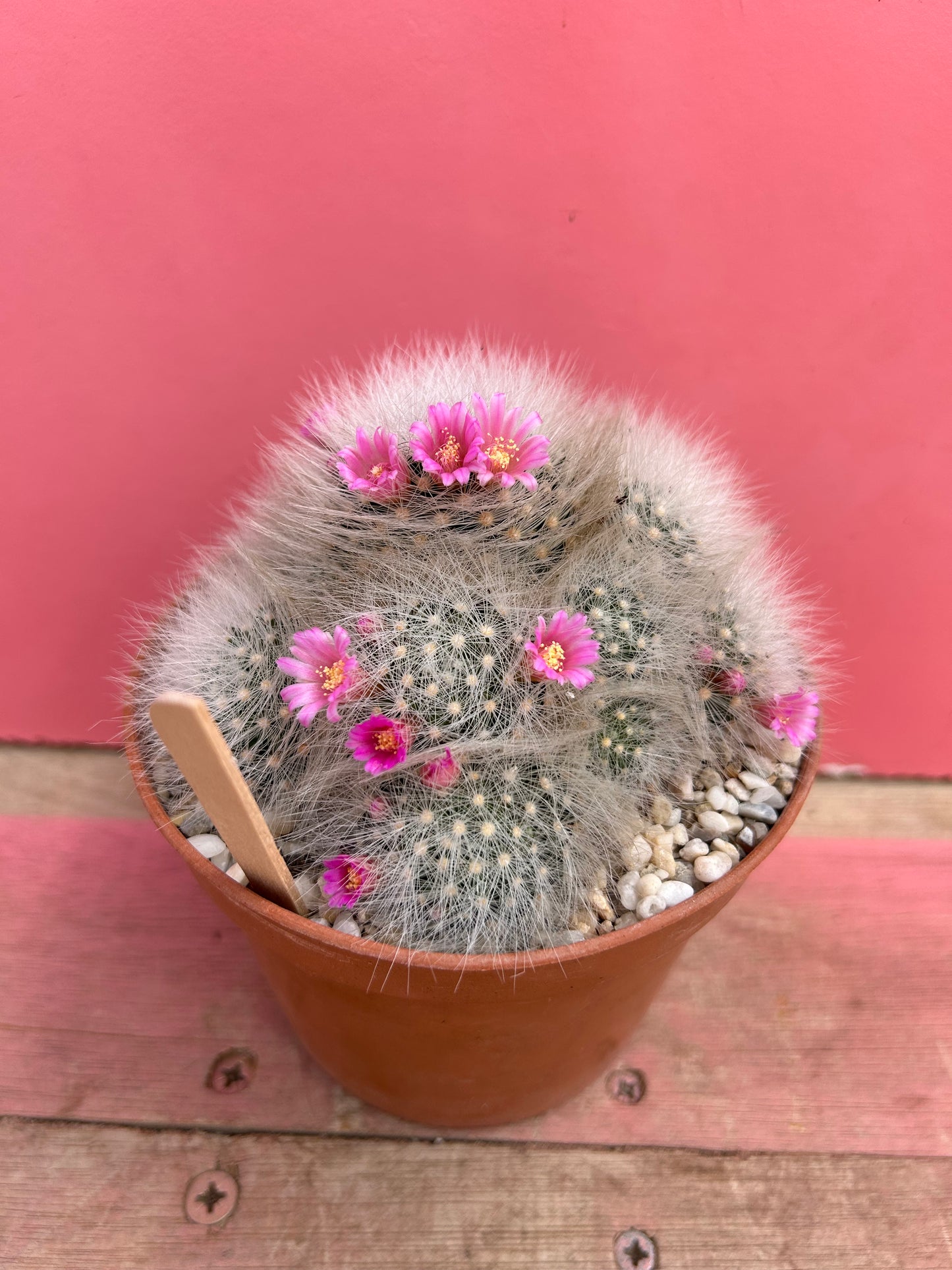 Mammillaria laui (472)