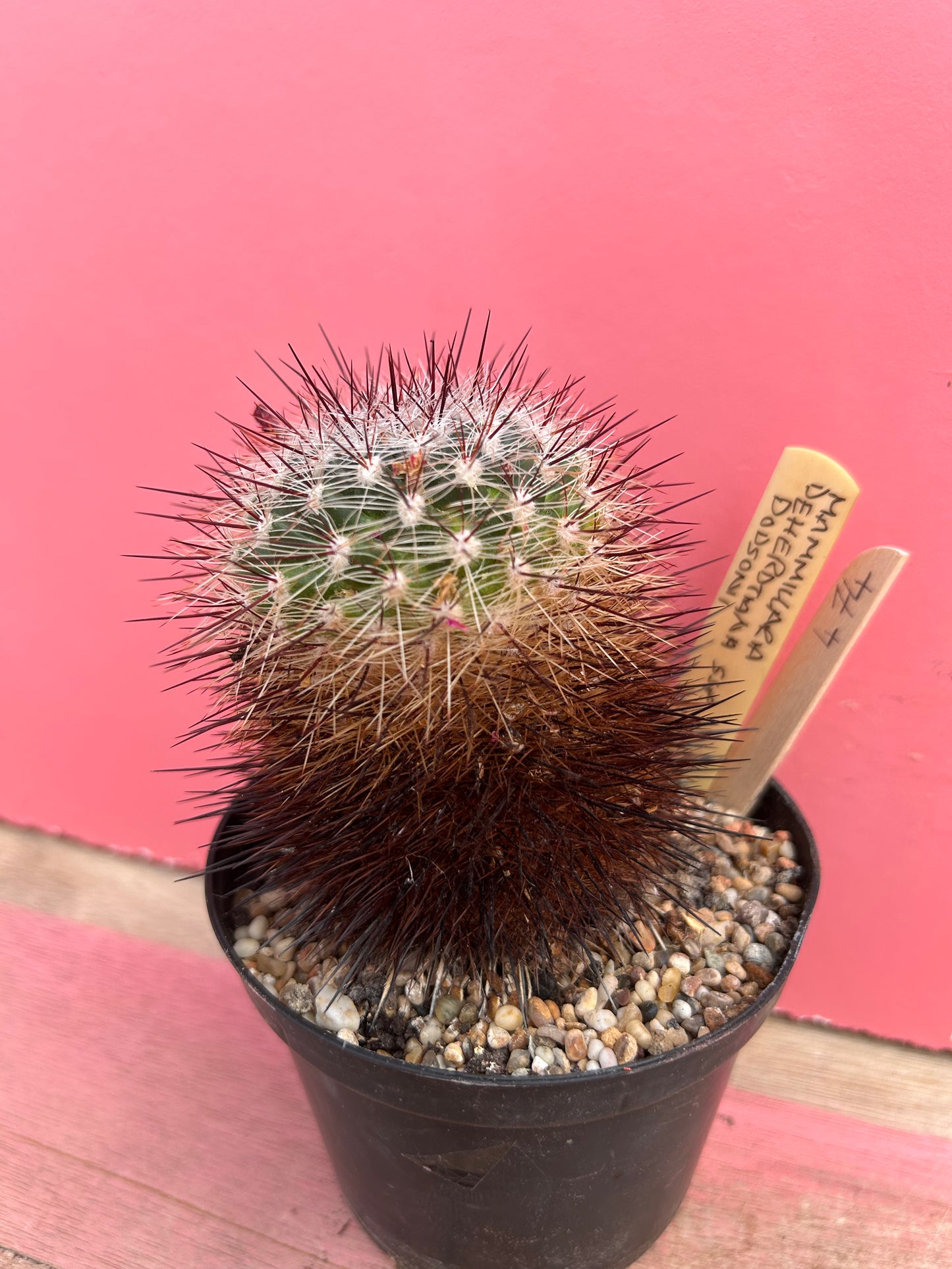 Mammillaria deherdtiana var. dodsonii (474)