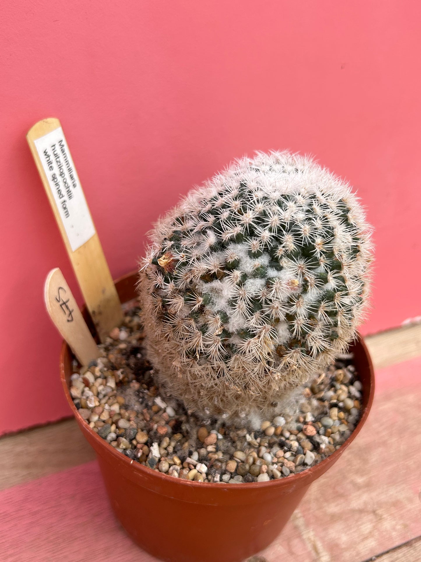 Mammillaria huitzilopochtli (white spine) (475)