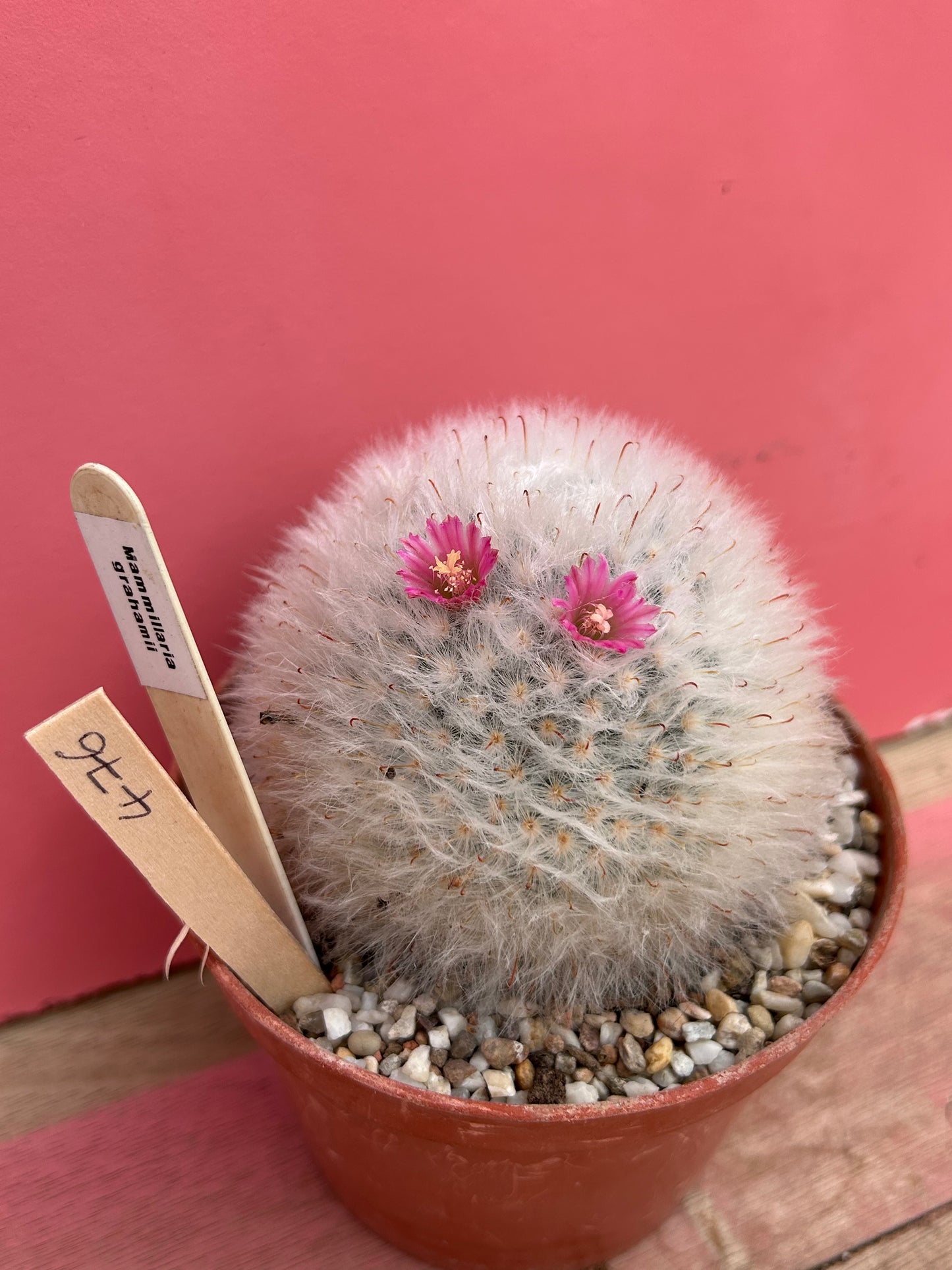 Mammillaria grahamii (476)