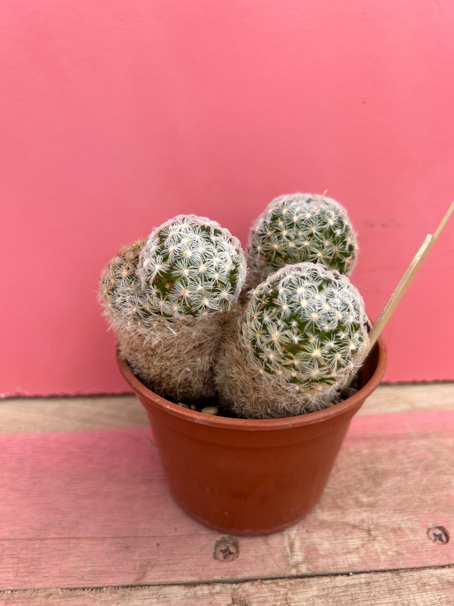 Mammillaria duwei (477)