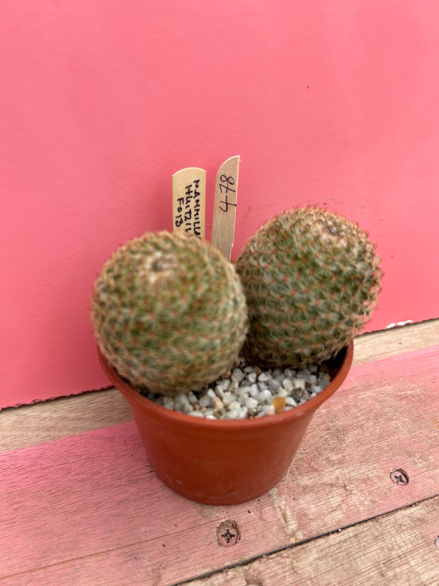 Mammillaria huitzilopochtli (478)