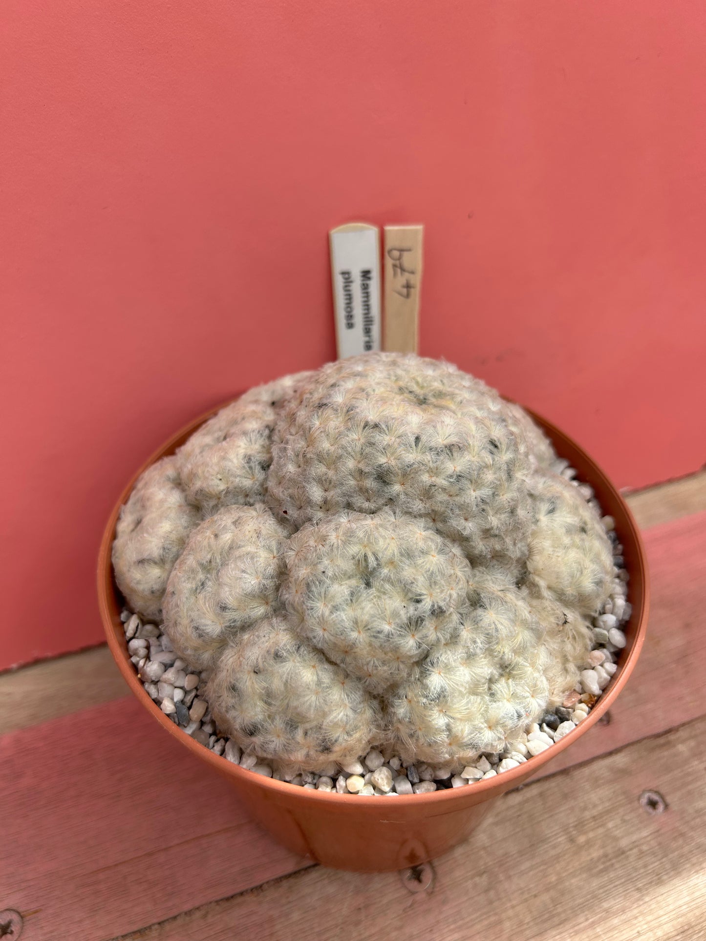 Mammillaria plumosa (479)