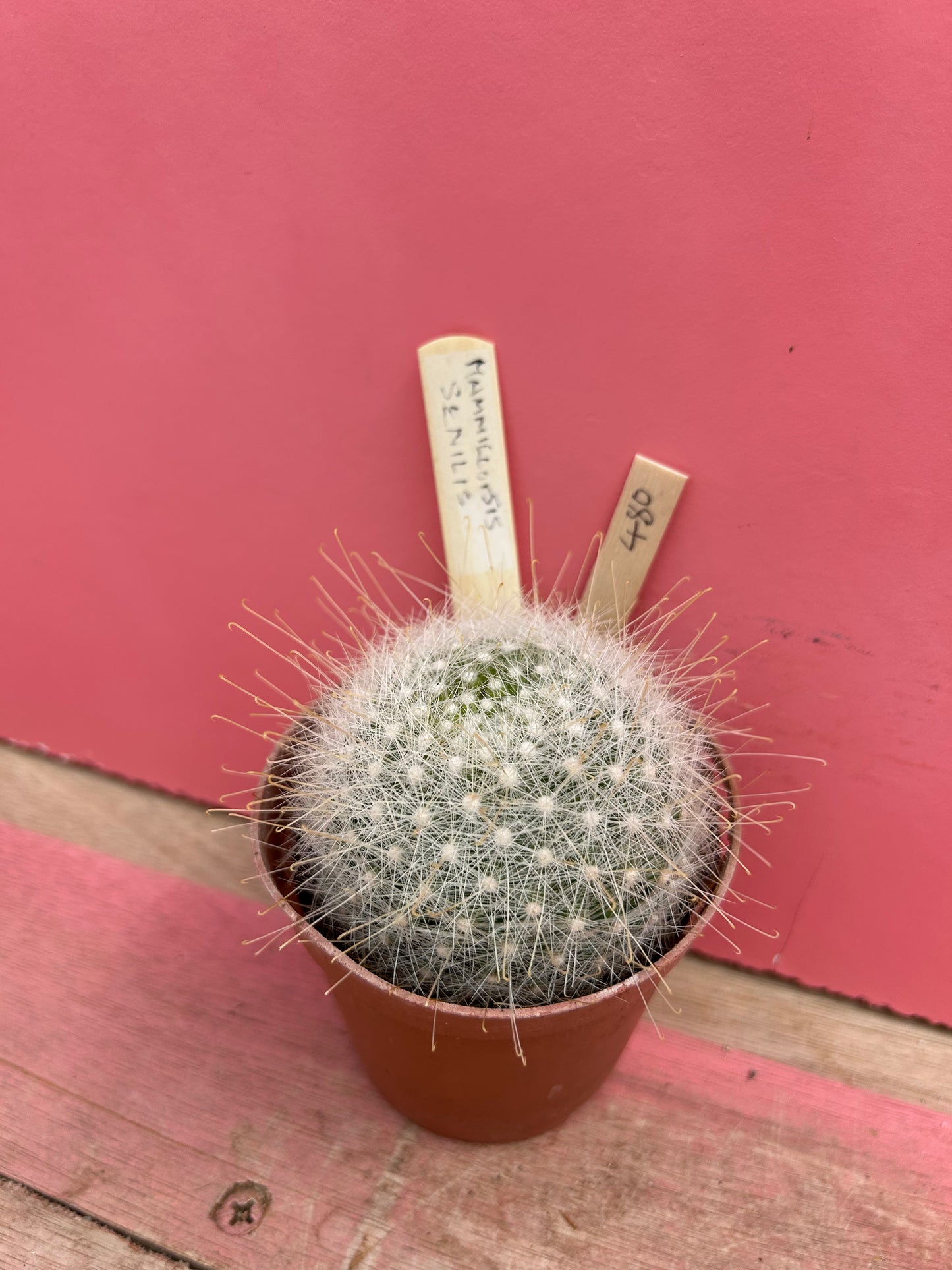 Mammillaria senilis (480)