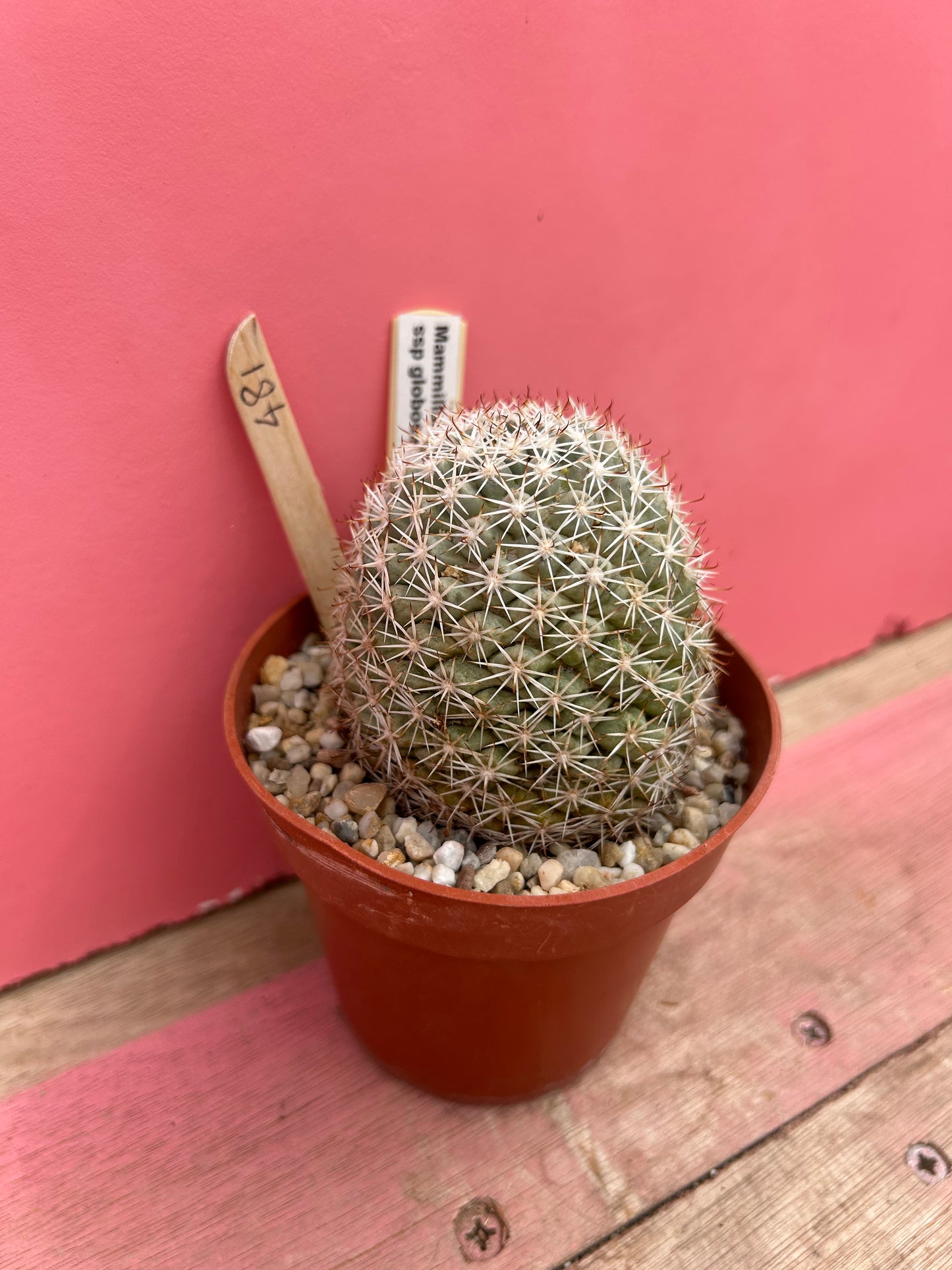 Mammillaria schumannii ssp. globosa (481)