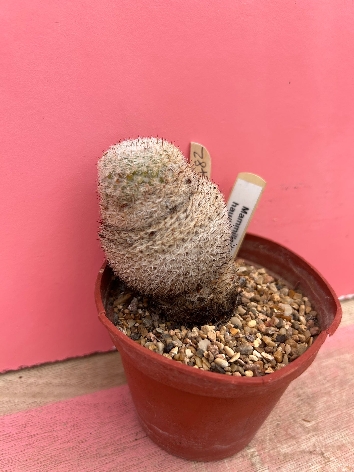 Mammillaria haudeana (482)