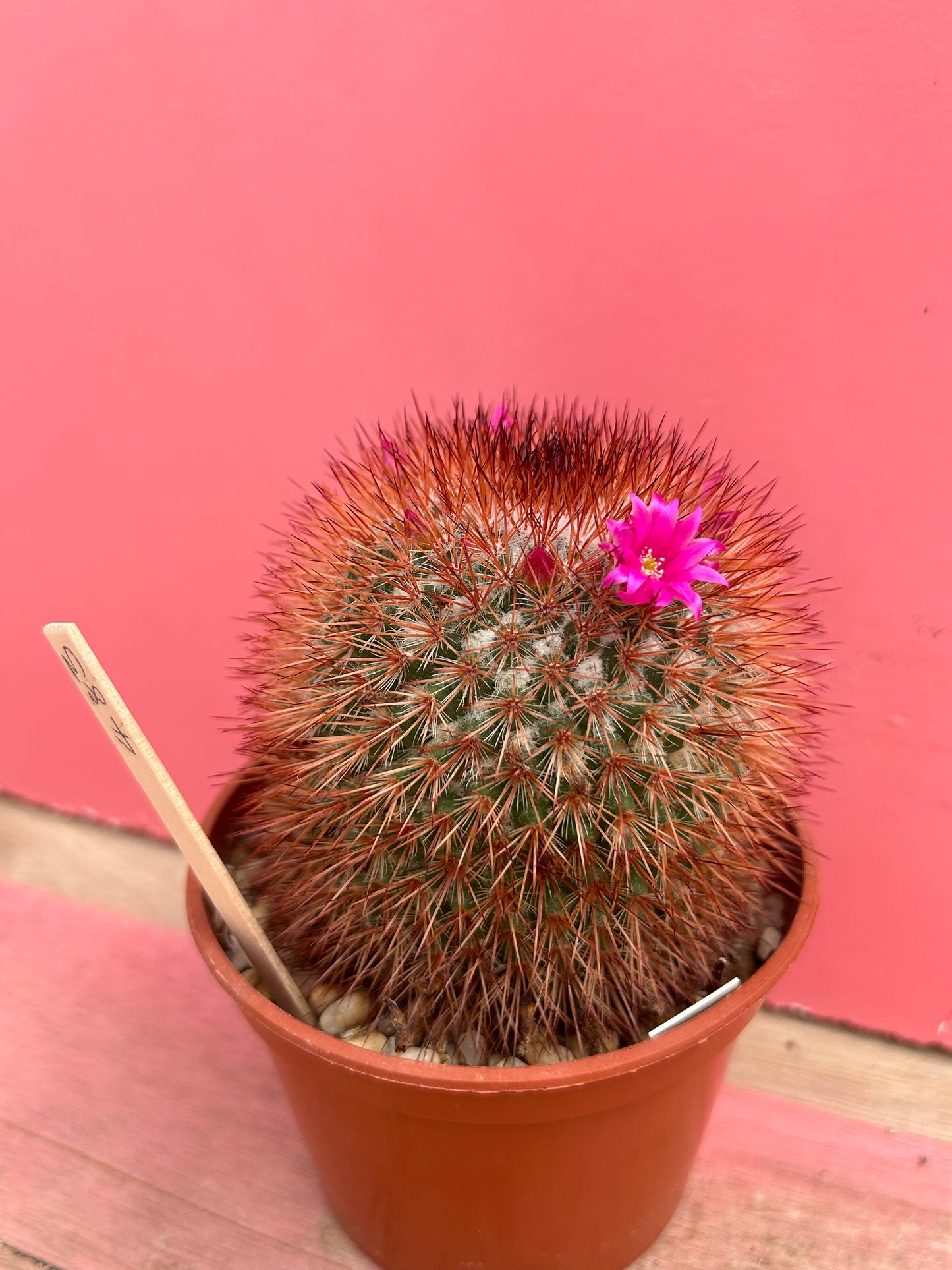 Mammillaria spinosissima (483)