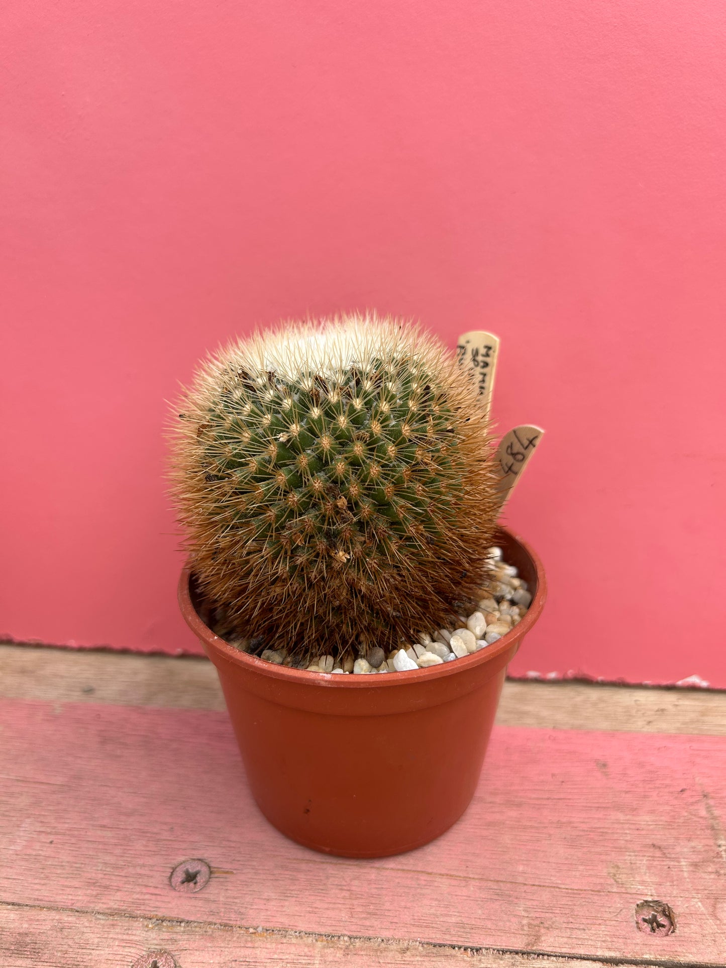 Mammillaria spinosissima (484)