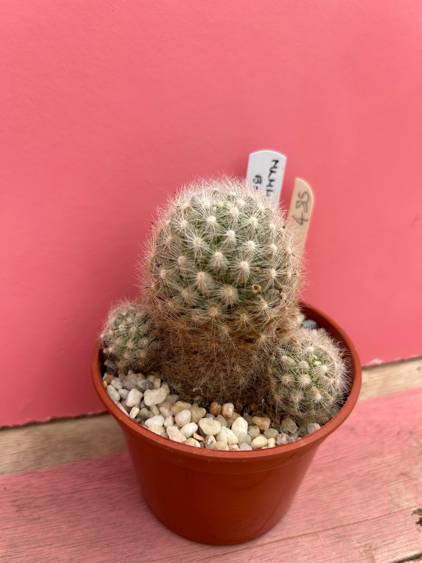 Mammillaria bauhii (485)