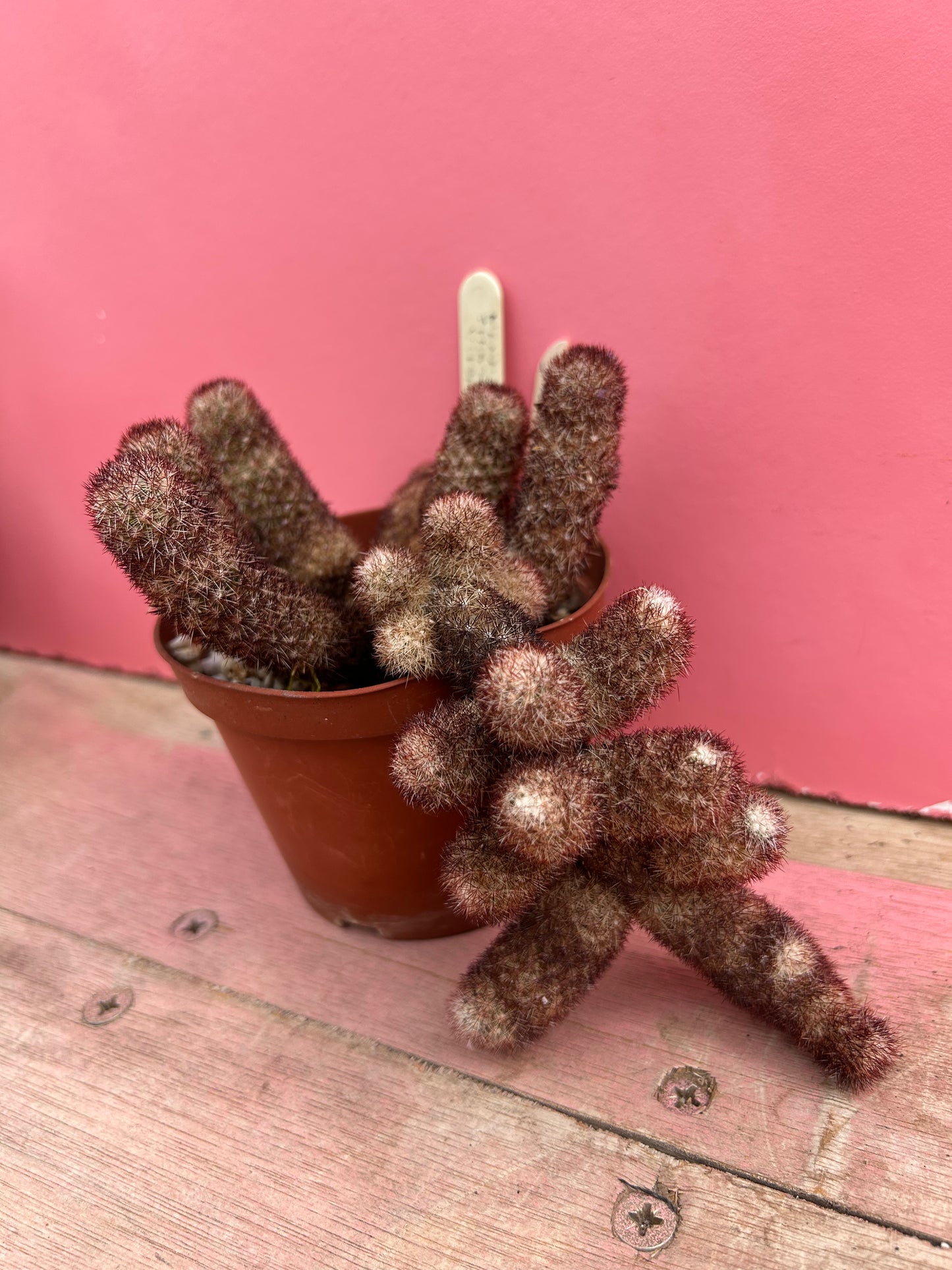 Mammillaria sphacelata ssp. viperina (486)