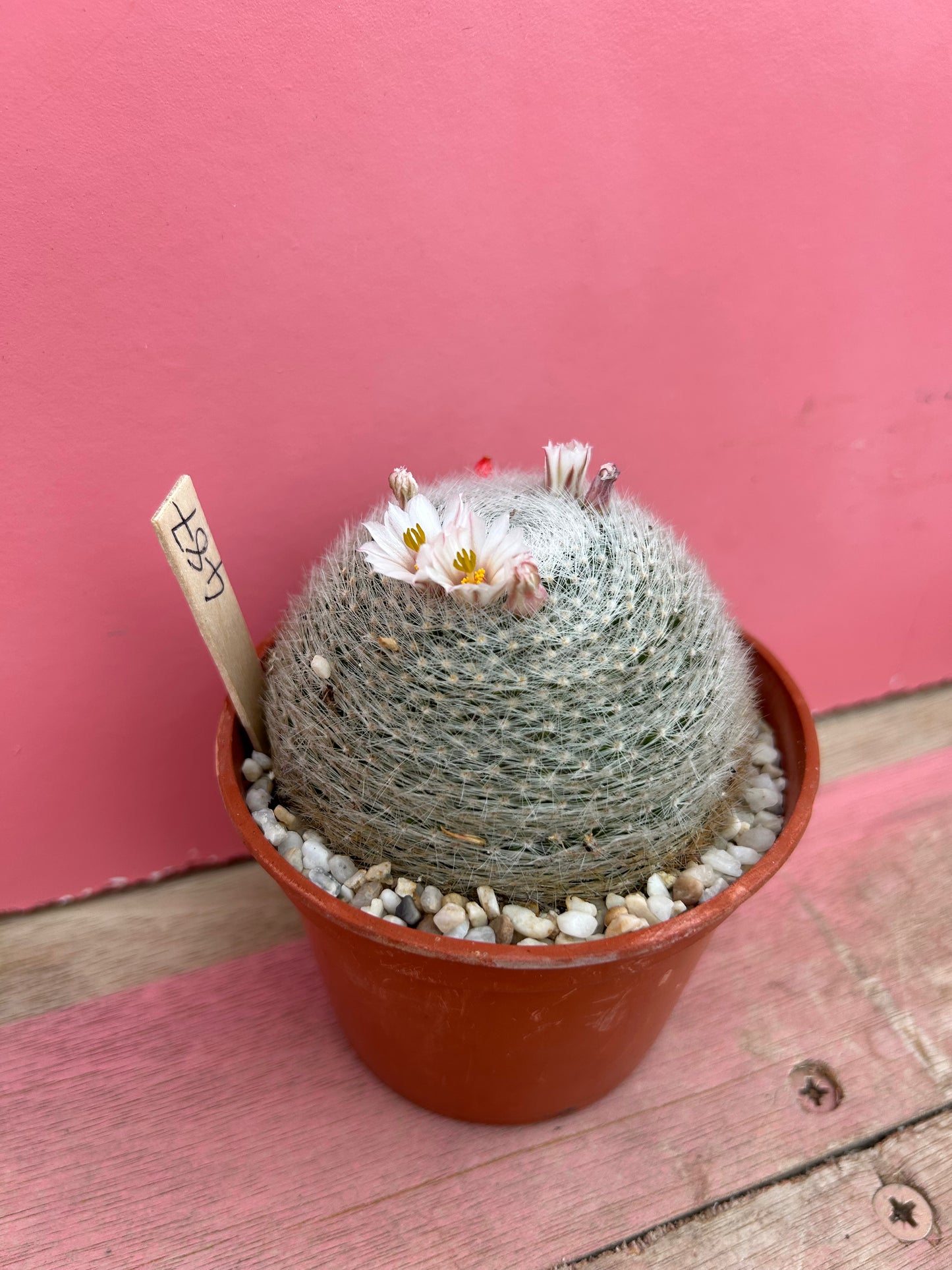 Mammillaria lenta (487)