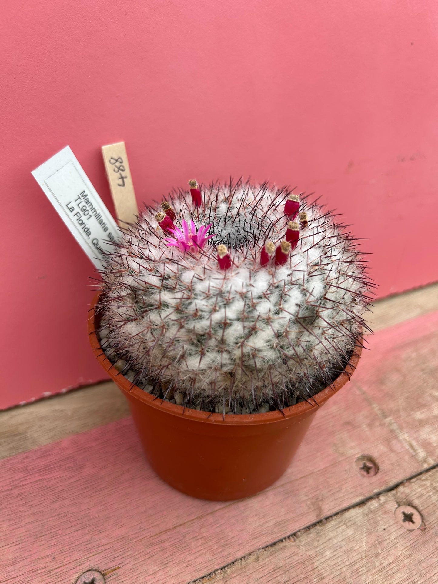 Mammillaria saetigera (488)