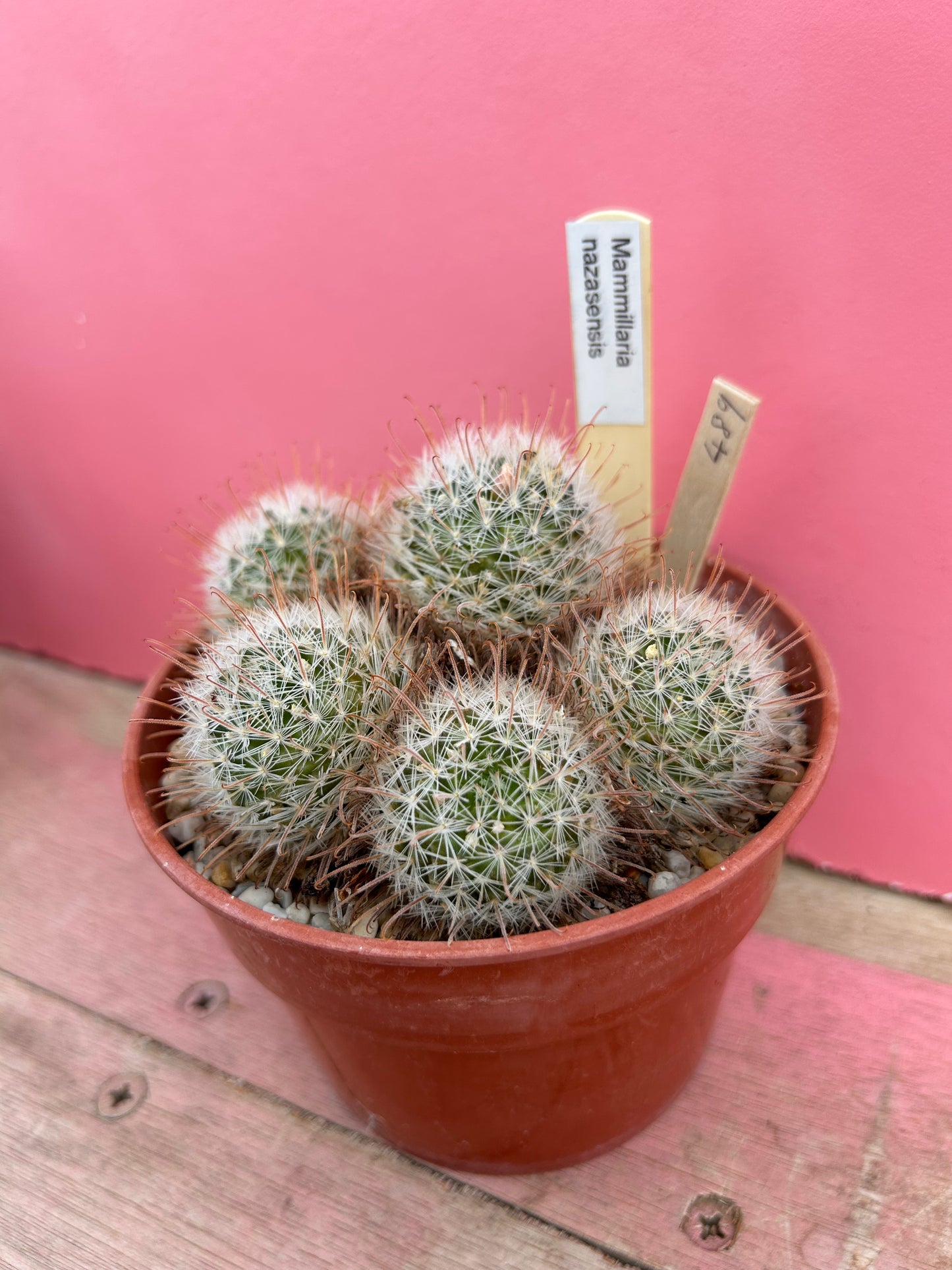 Mammillaria nazasensis (489)