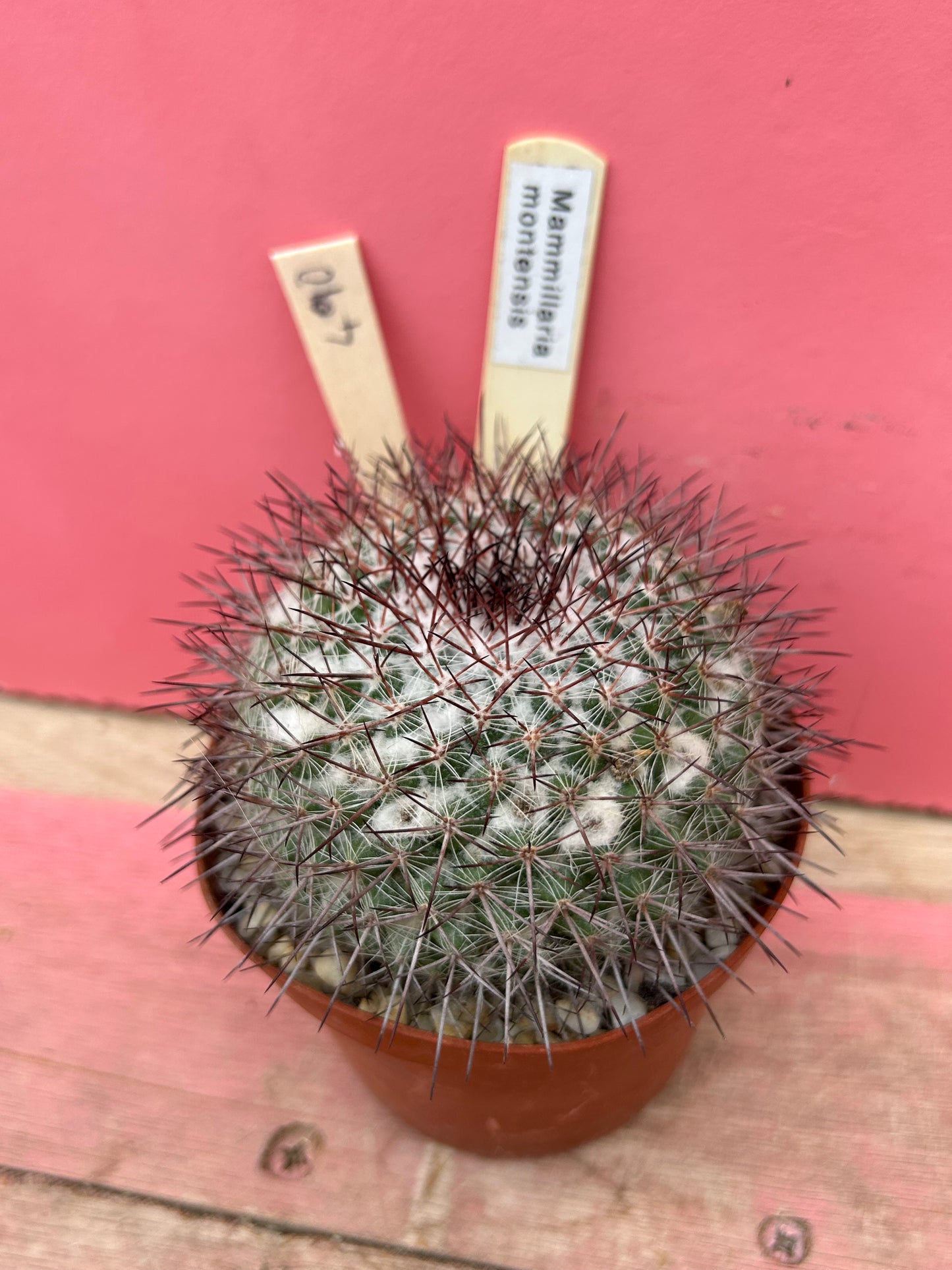Mammillaria montensis (490)