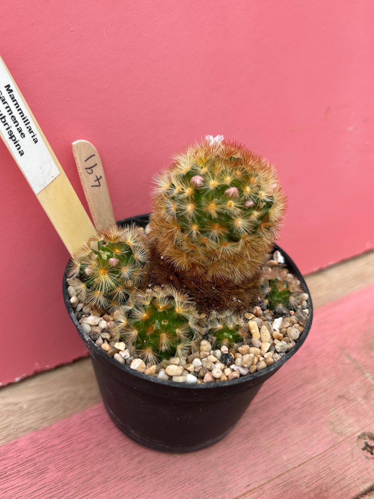 Mammillaria carmenae ssp rubrispina (491)