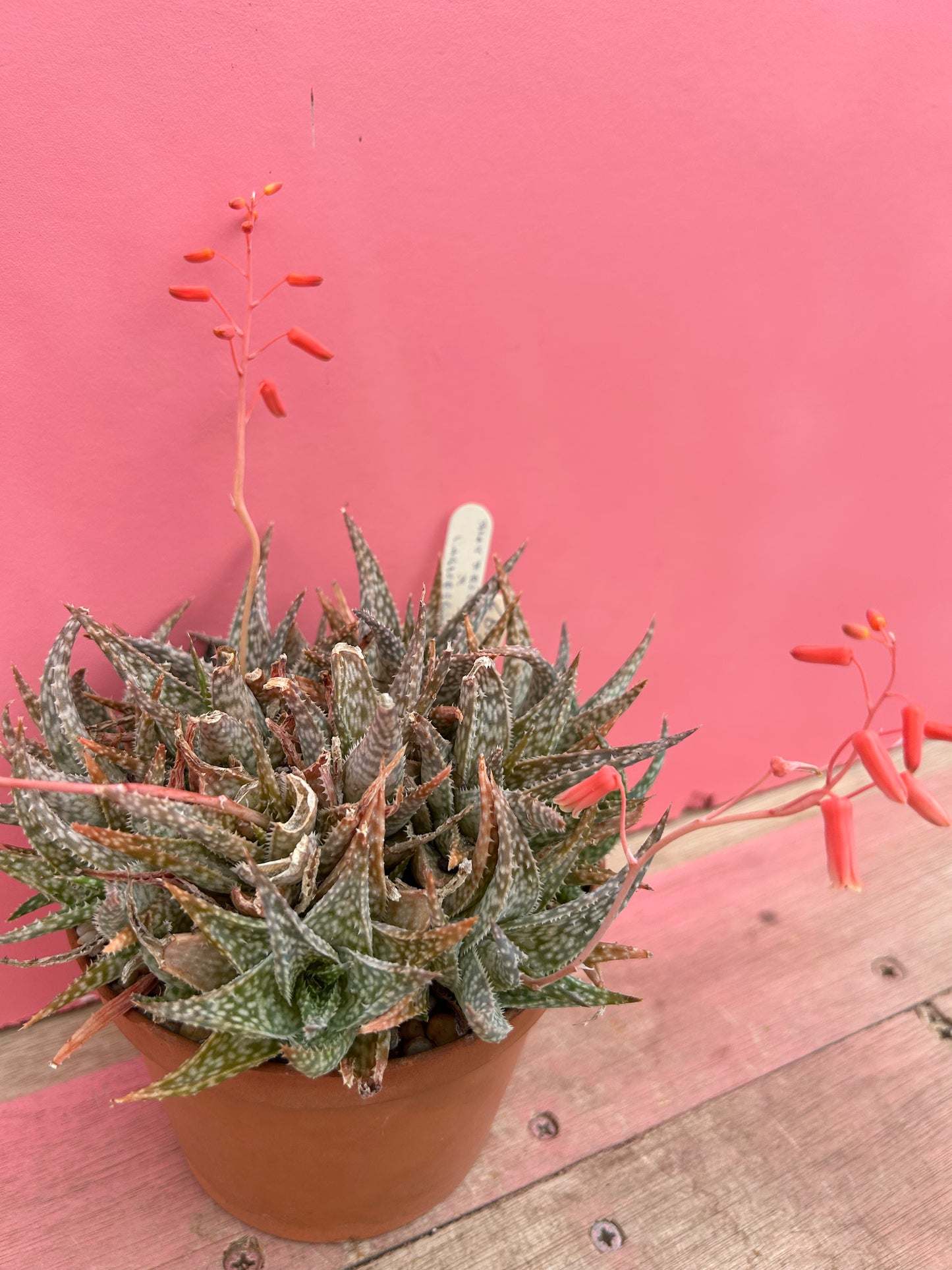 Aloe descoingsii x karasbergensis (492)