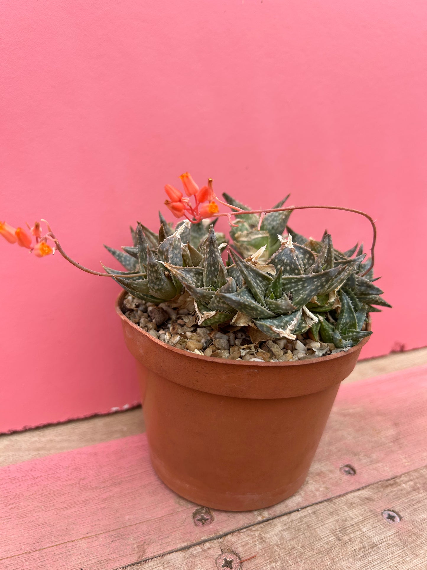 Aloe species (493)