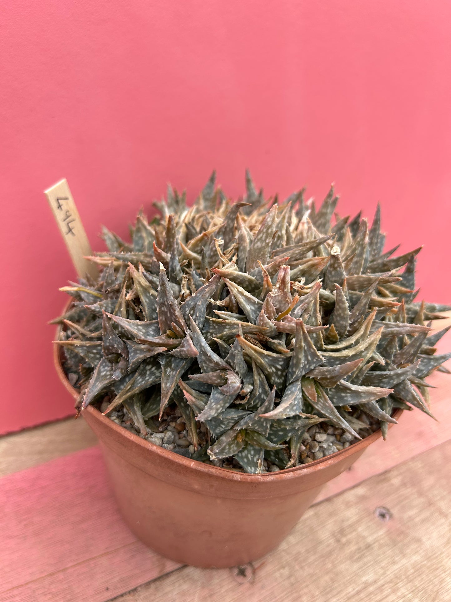 Aloe descoingsii hurti (494)