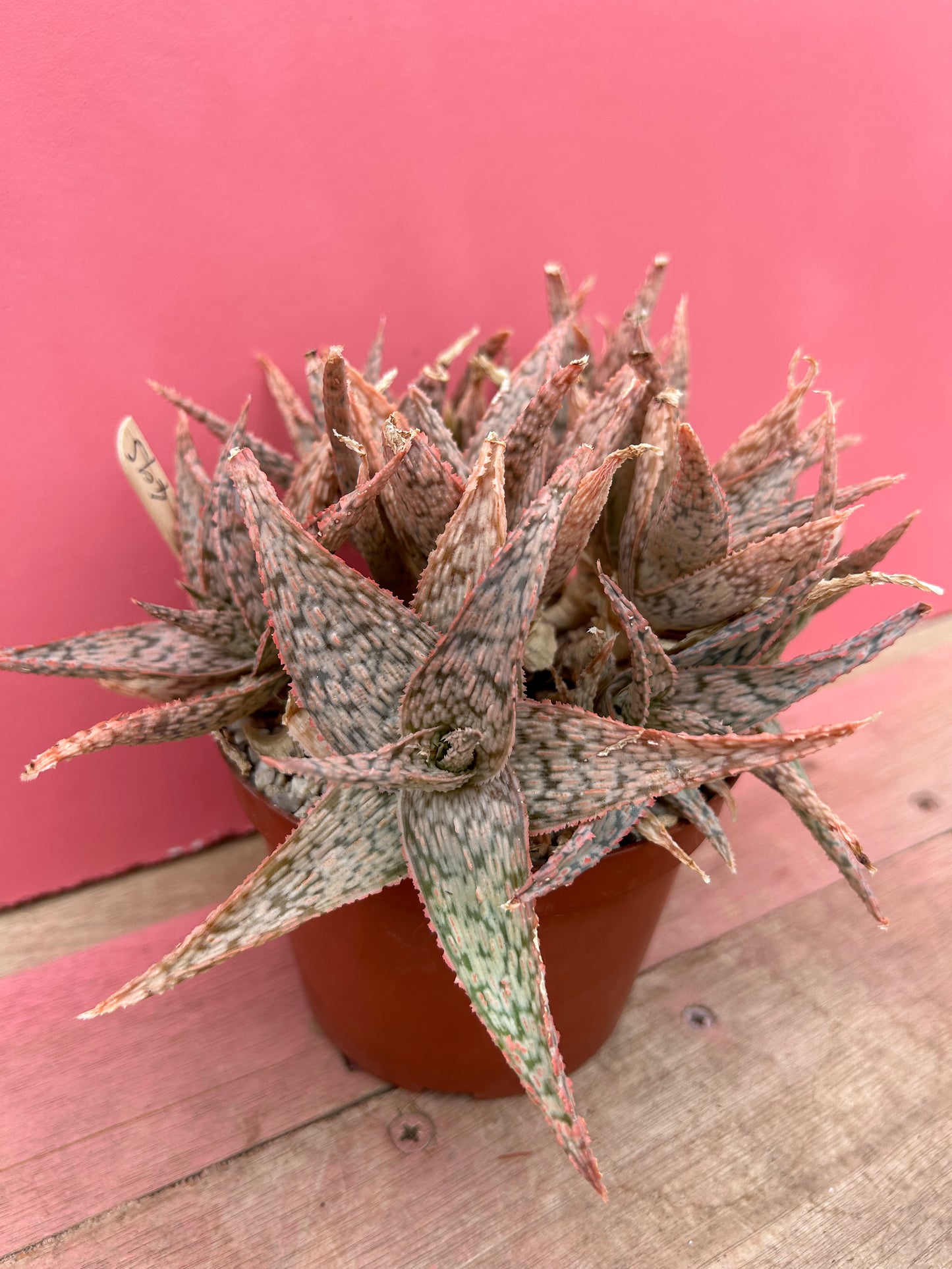 Aloe 'Pink Blush' (495)