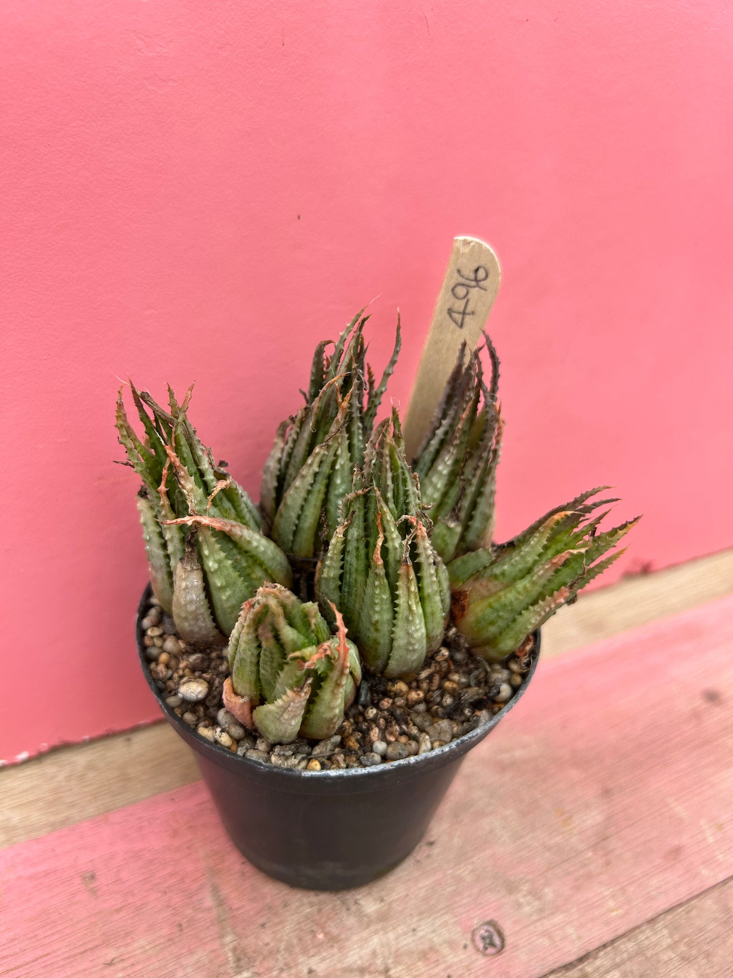 Aristaloe species (496)
