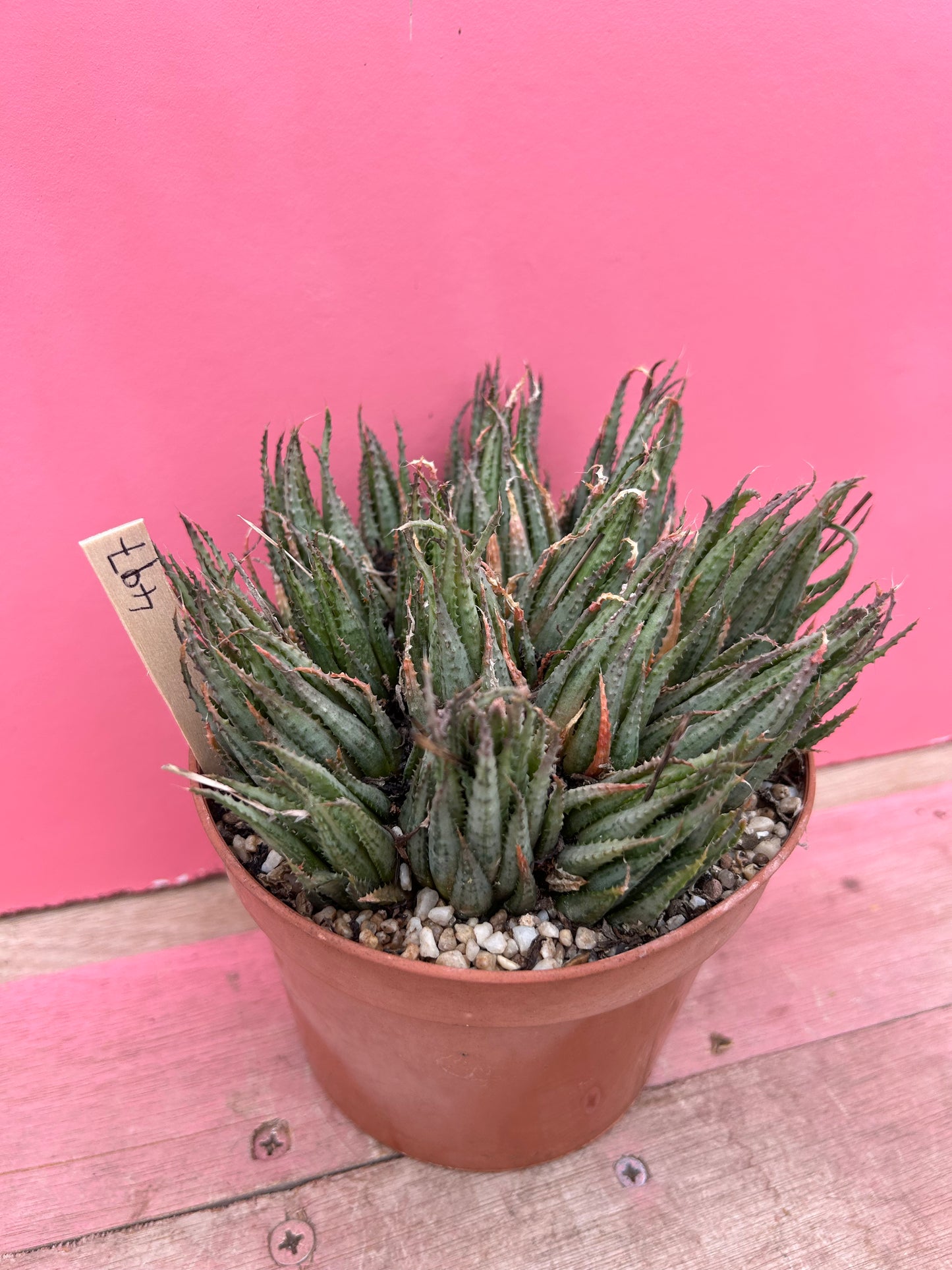 Aristaloe species (497)
