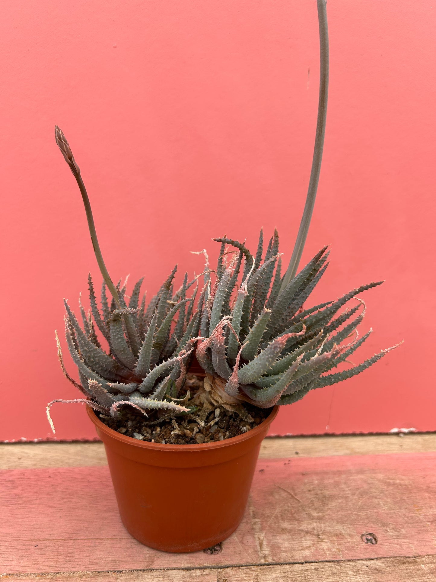 Aloe purple haze (498)